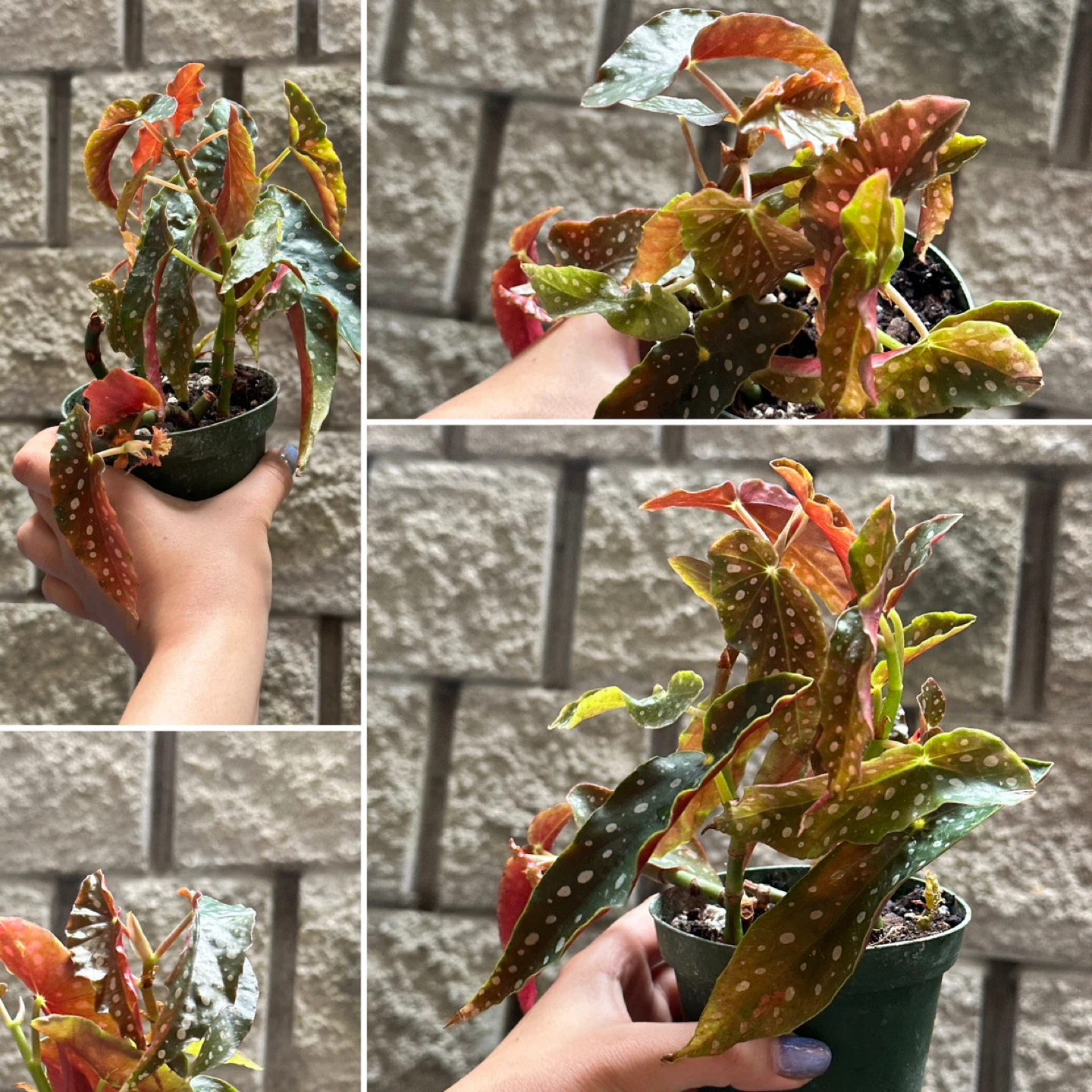Begonia Maculata Plant - photo 4