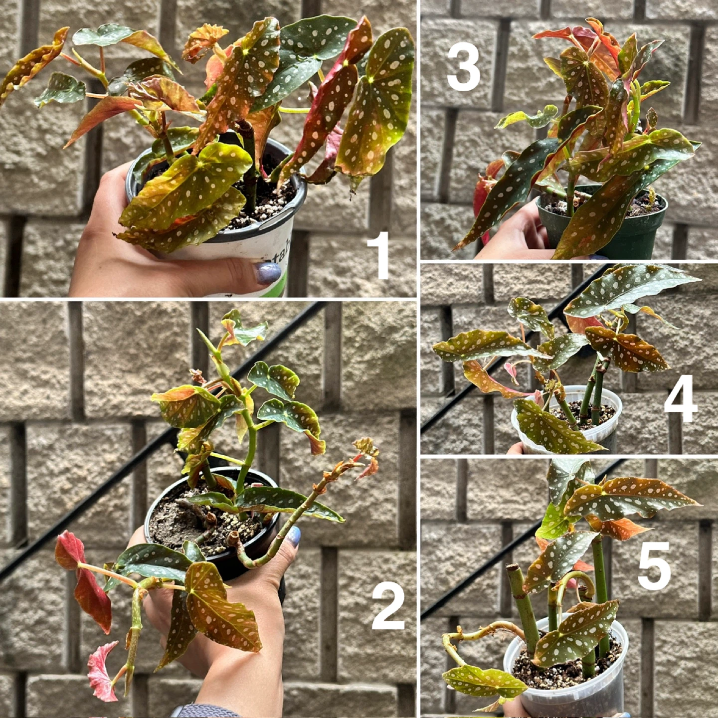 Begonia Maculata Plant