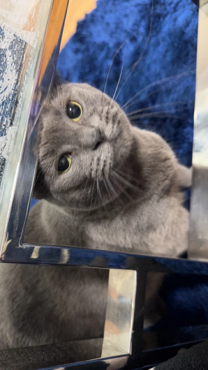 Fluffy Grey Cat - photo 3
