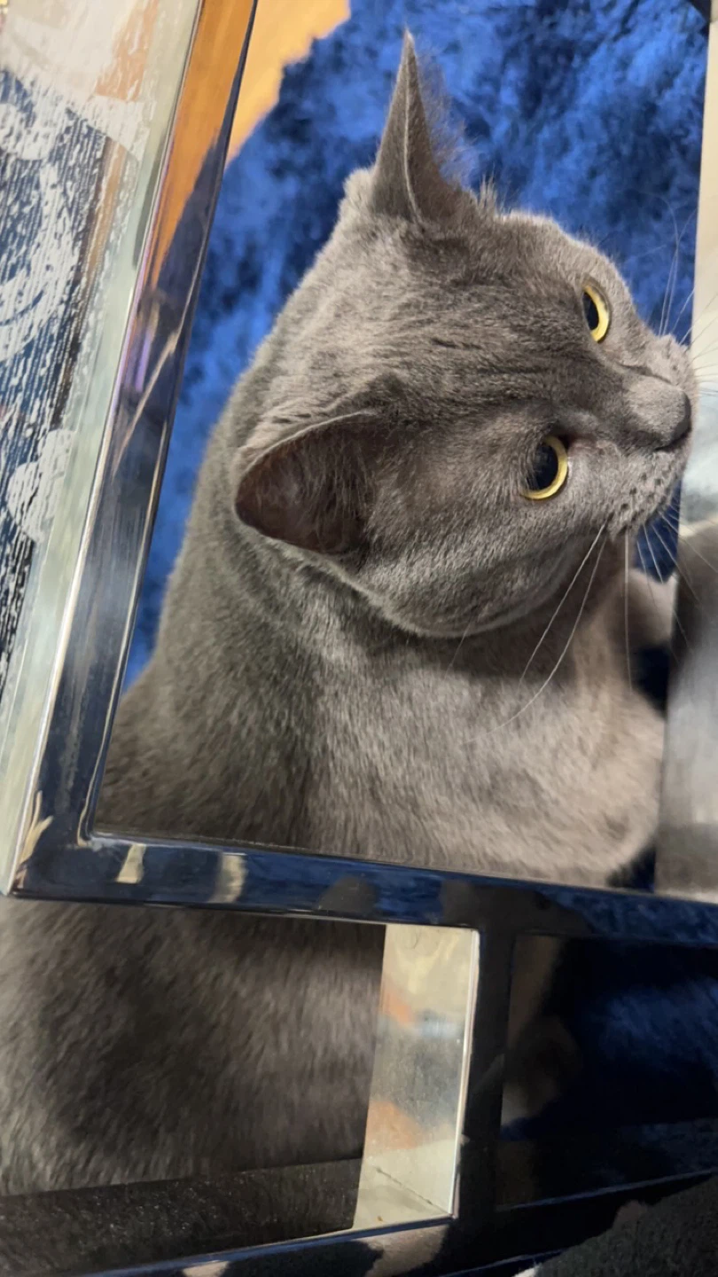Fluffy Grey Cat - photo 2