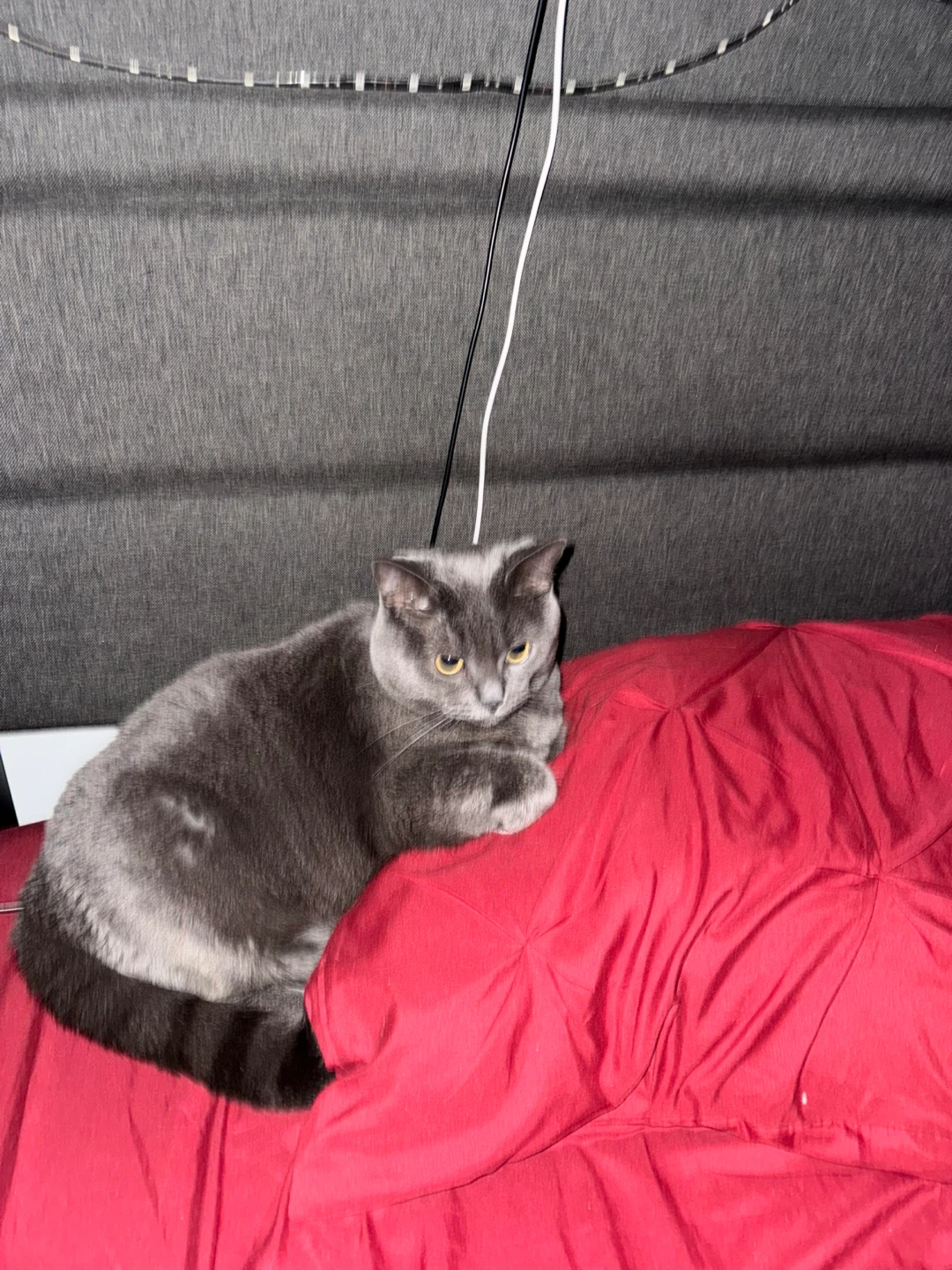 Fluffy Grey Cat
