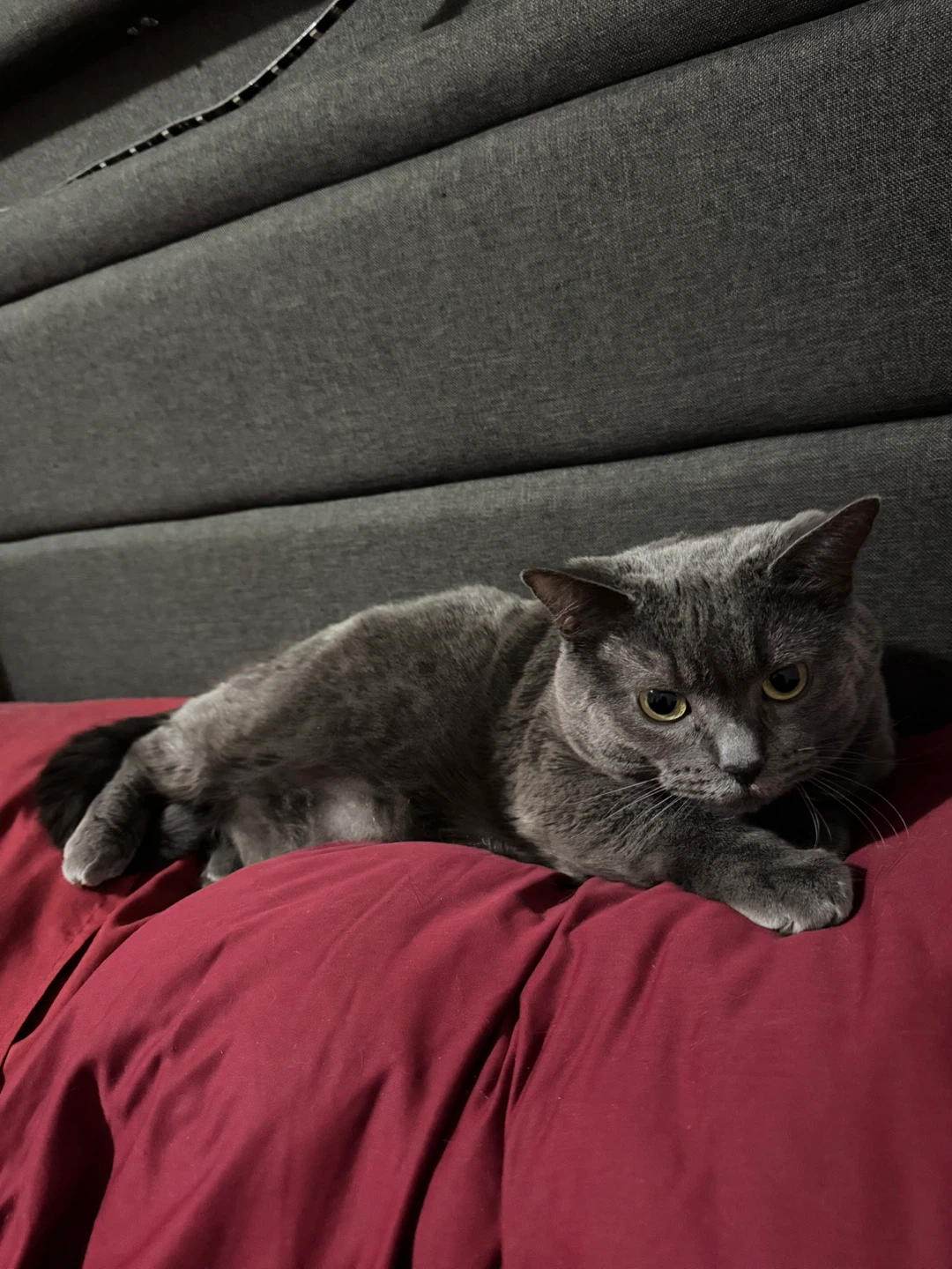 Fluffy Grey Cat - photo 4