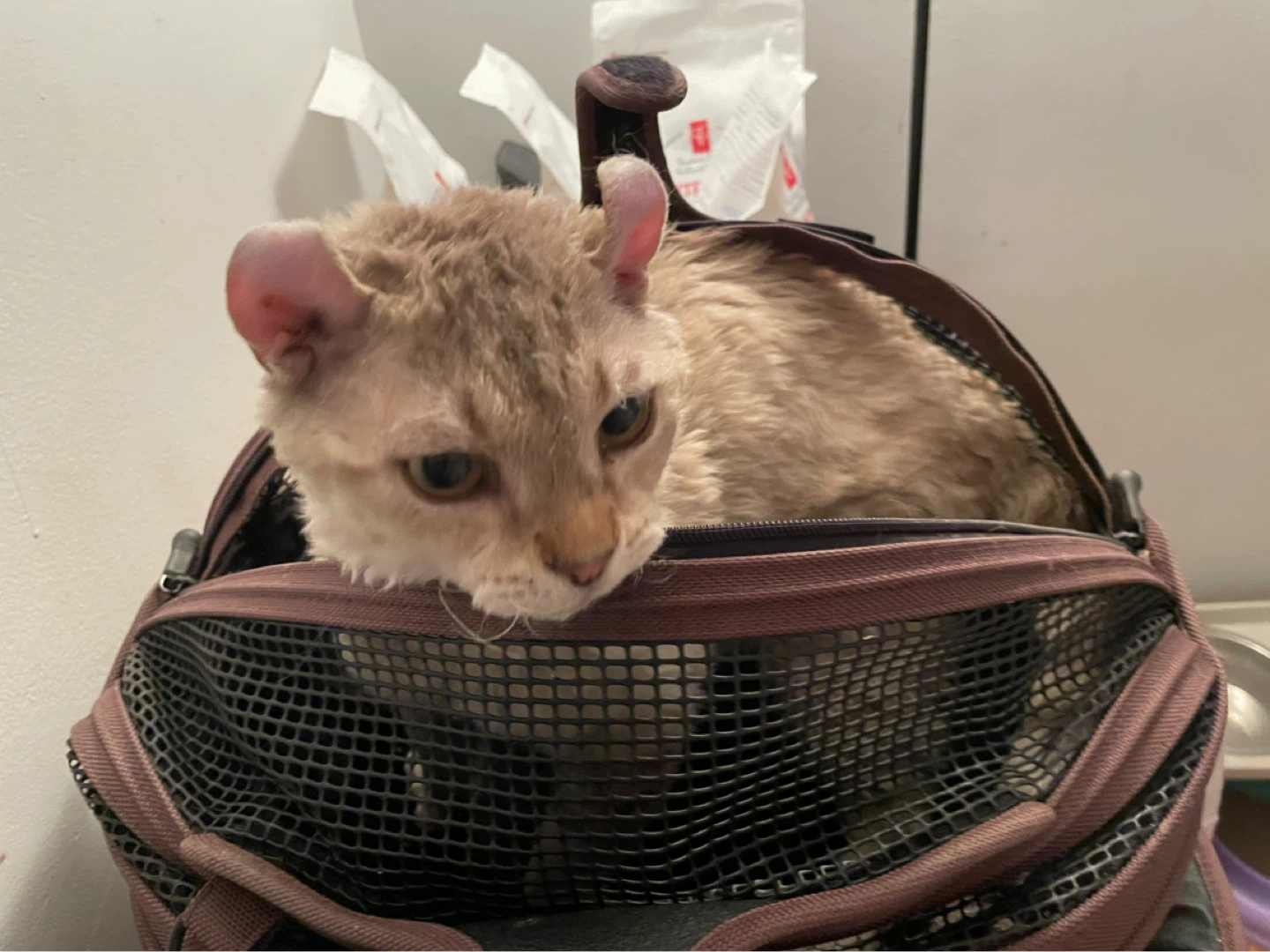 Sleepy Pod Mobile Pet Bed Carrier - photo 5
