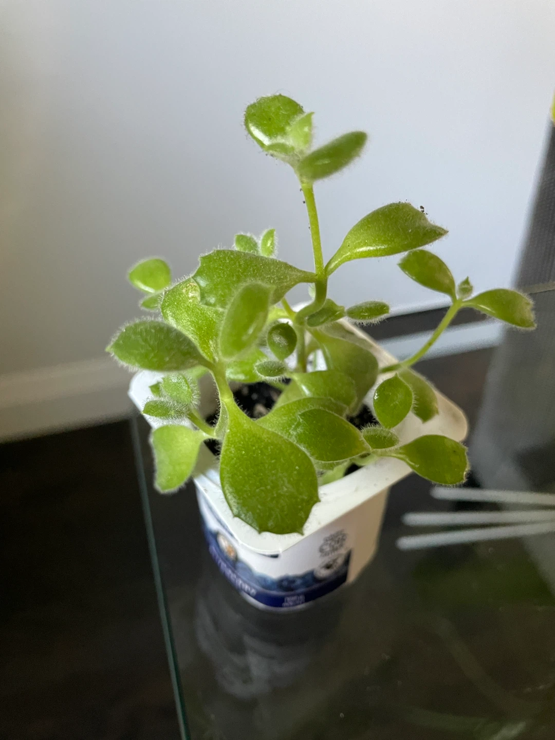 Bear paw succulent