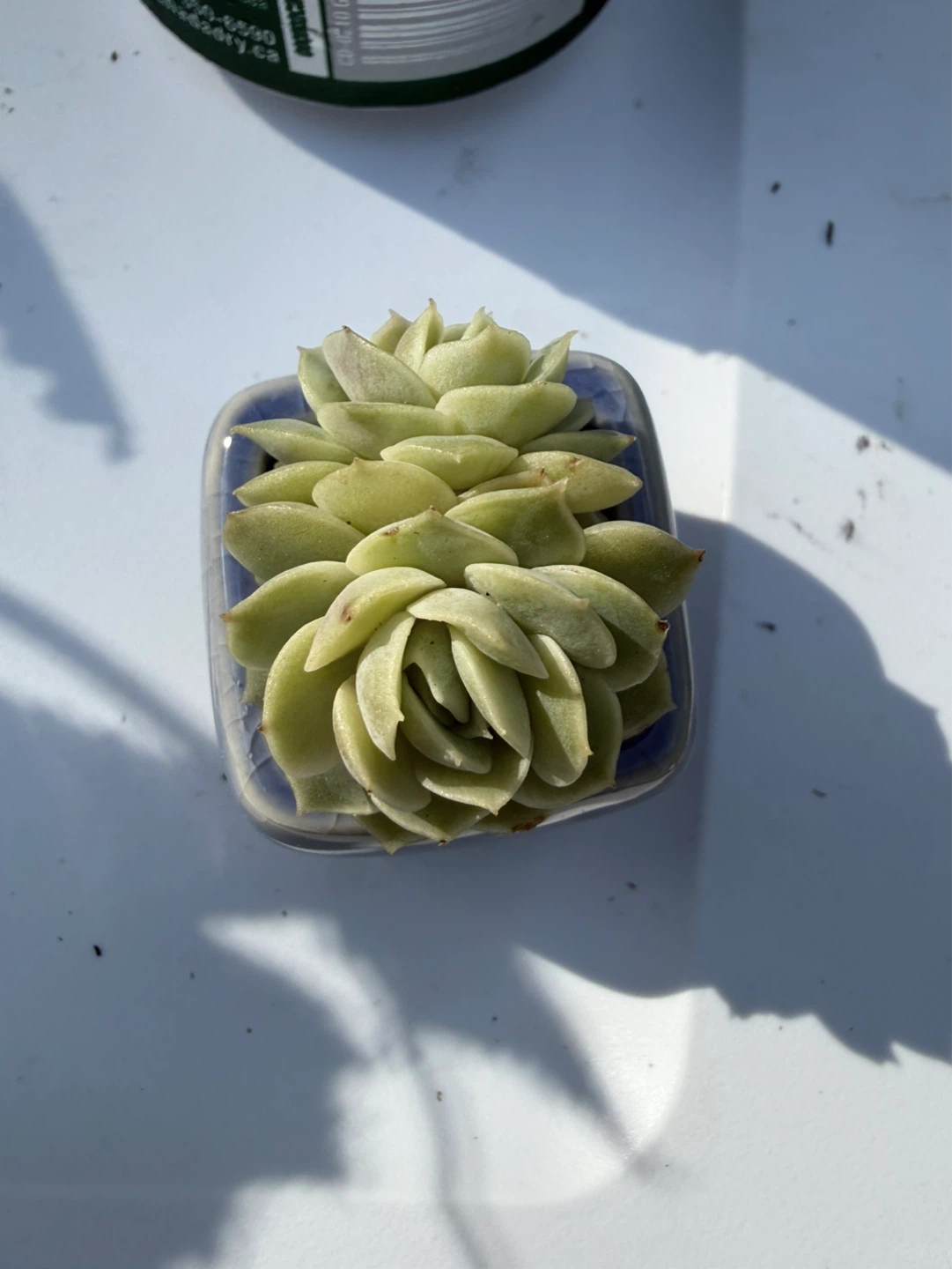 Mini Succulent in Ceramic Pot