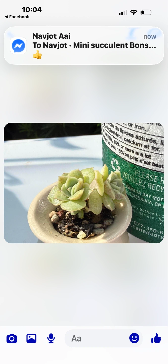 Mini Succulent in Ceramic Pot - photo 2