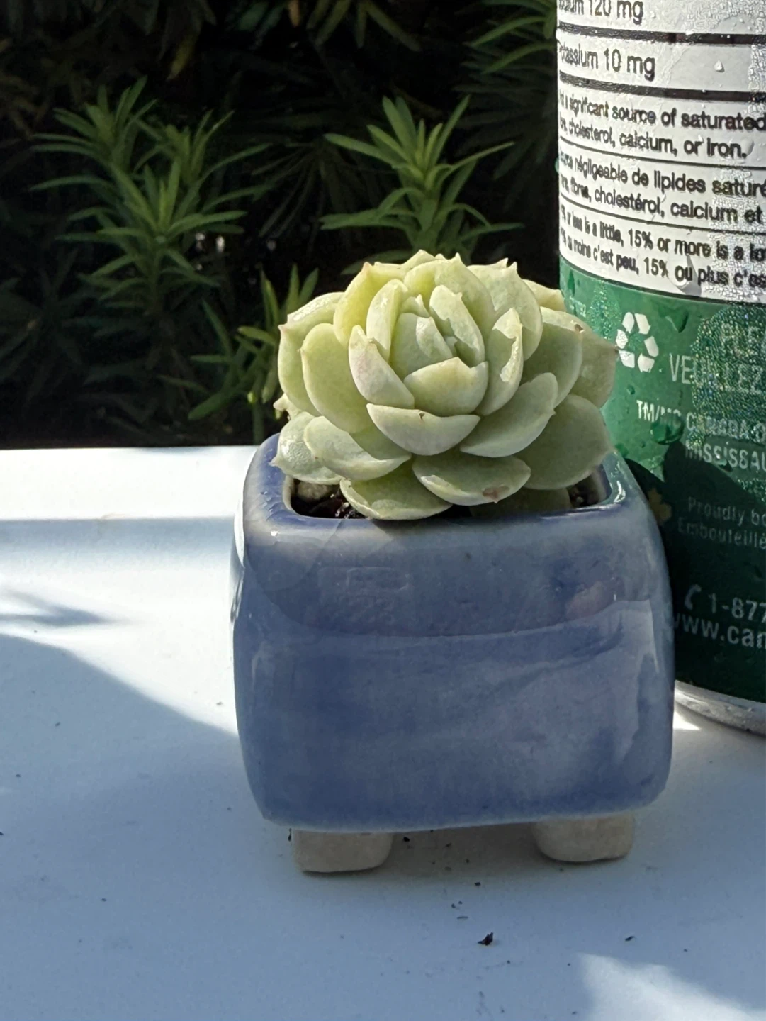 Mini Succulent in Ceramic Pot - photo 3