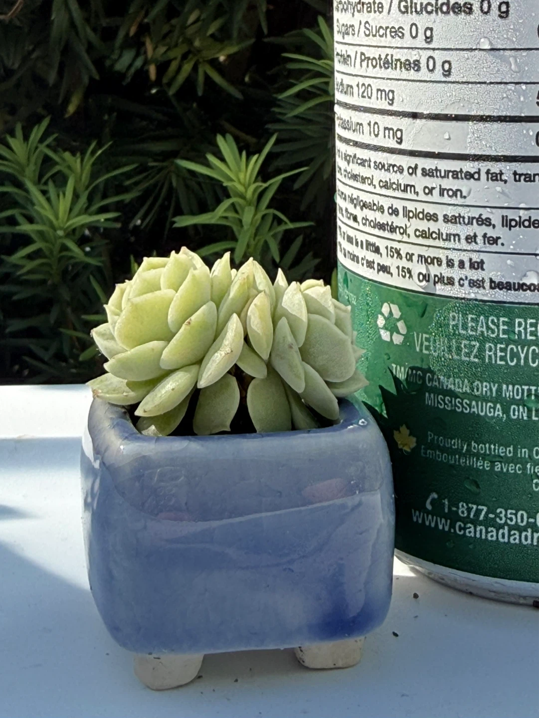 Mini Succulent in Ceramic Pot - photo 4