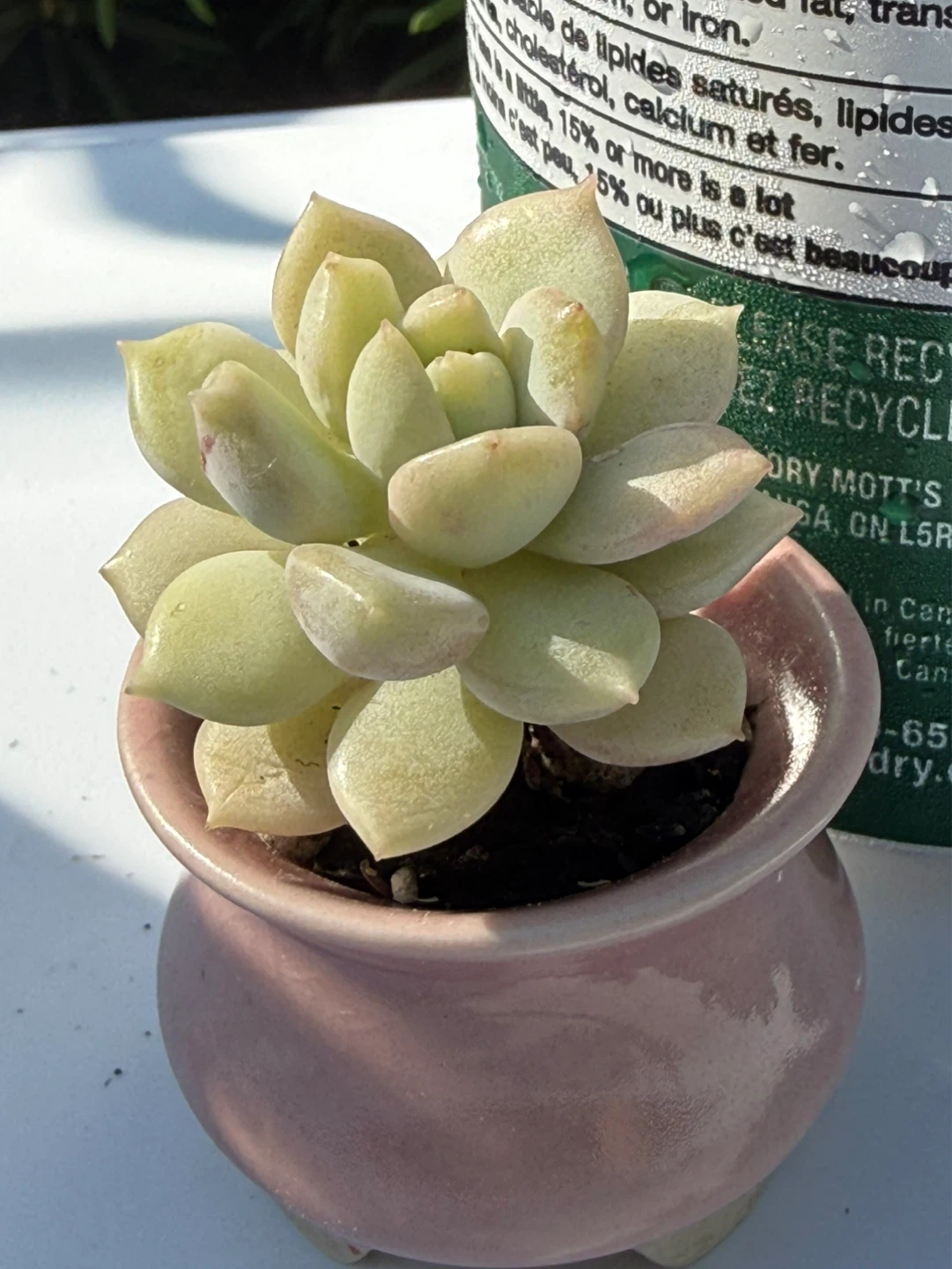 Mini Succulent in Ceramic Pot - photo 5