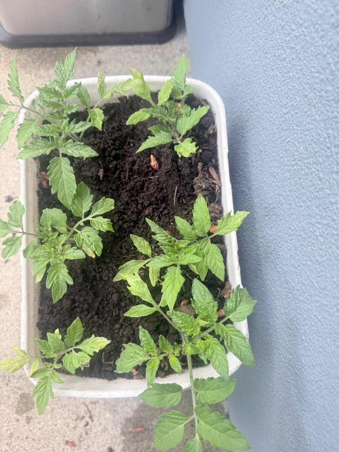 Tomato and apple seedlings.!!