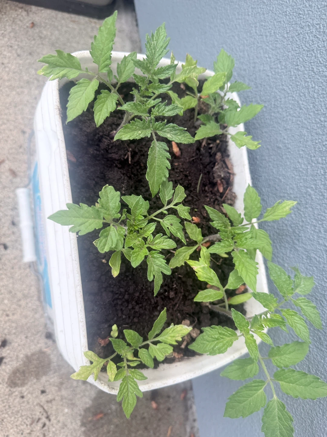 Tomato and apple seedlings.!! - photo 2