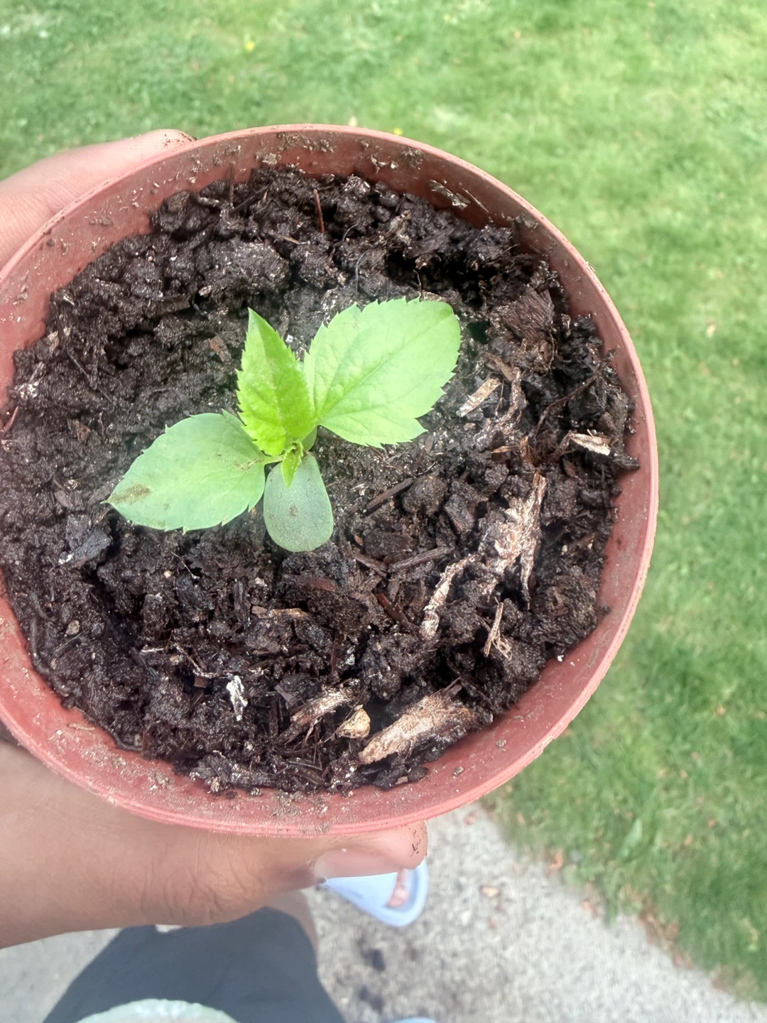 Tomato and apple seedlings.!! - photo 5