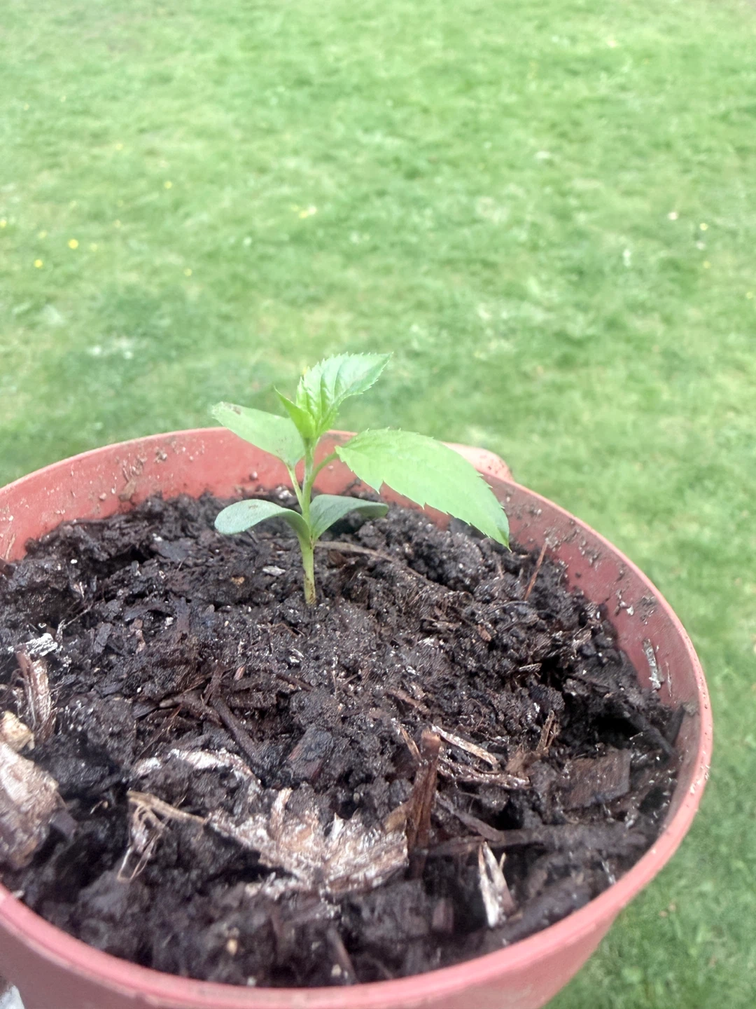 Tomato and apple seedlings.!! - photo 4