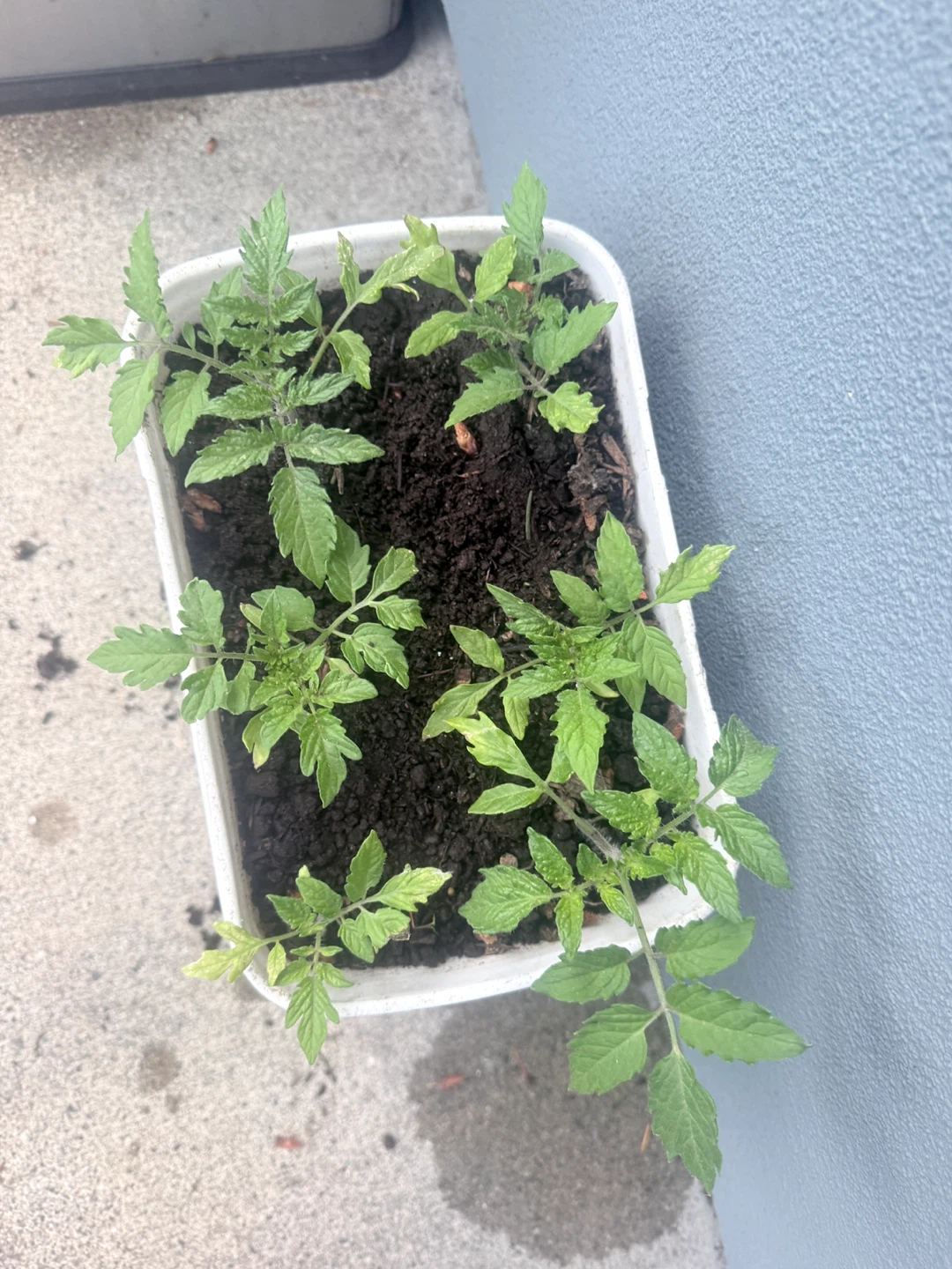 Tomato and apple seedlings.!! - photo 3
