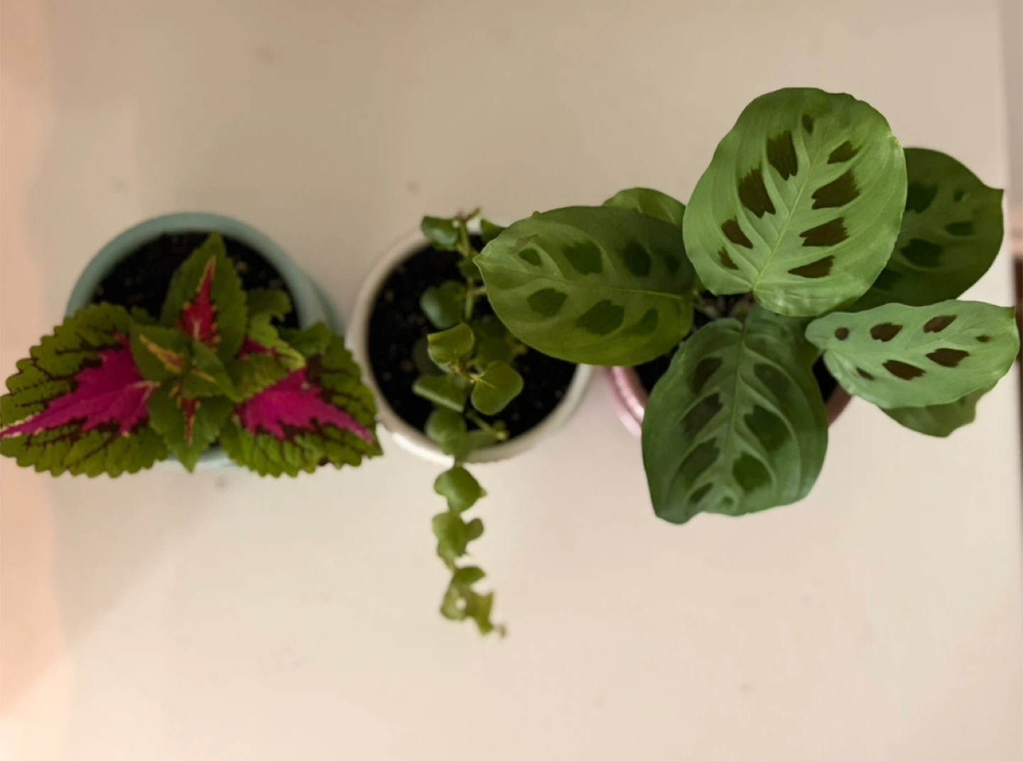 •	🪴 Adorable Indoor Plants – Ready to Brighten Any Space