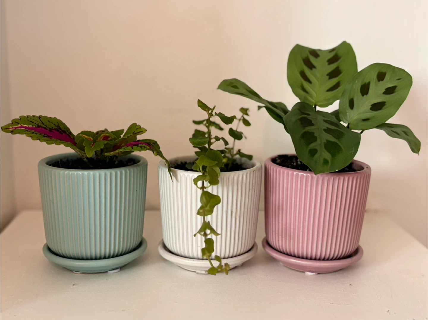 •	🪴 Adorable Indoor Plants – Ready to Brighten Any Space - photo 2