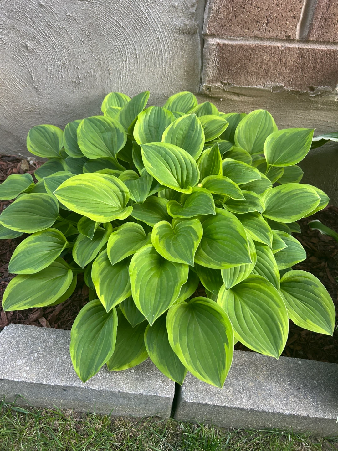 Hostas for sale - photo 3