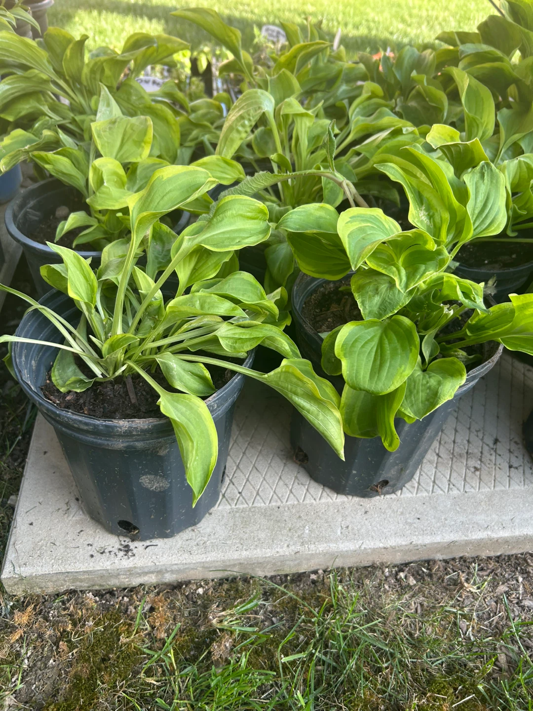 Hostas for sale - photo 2