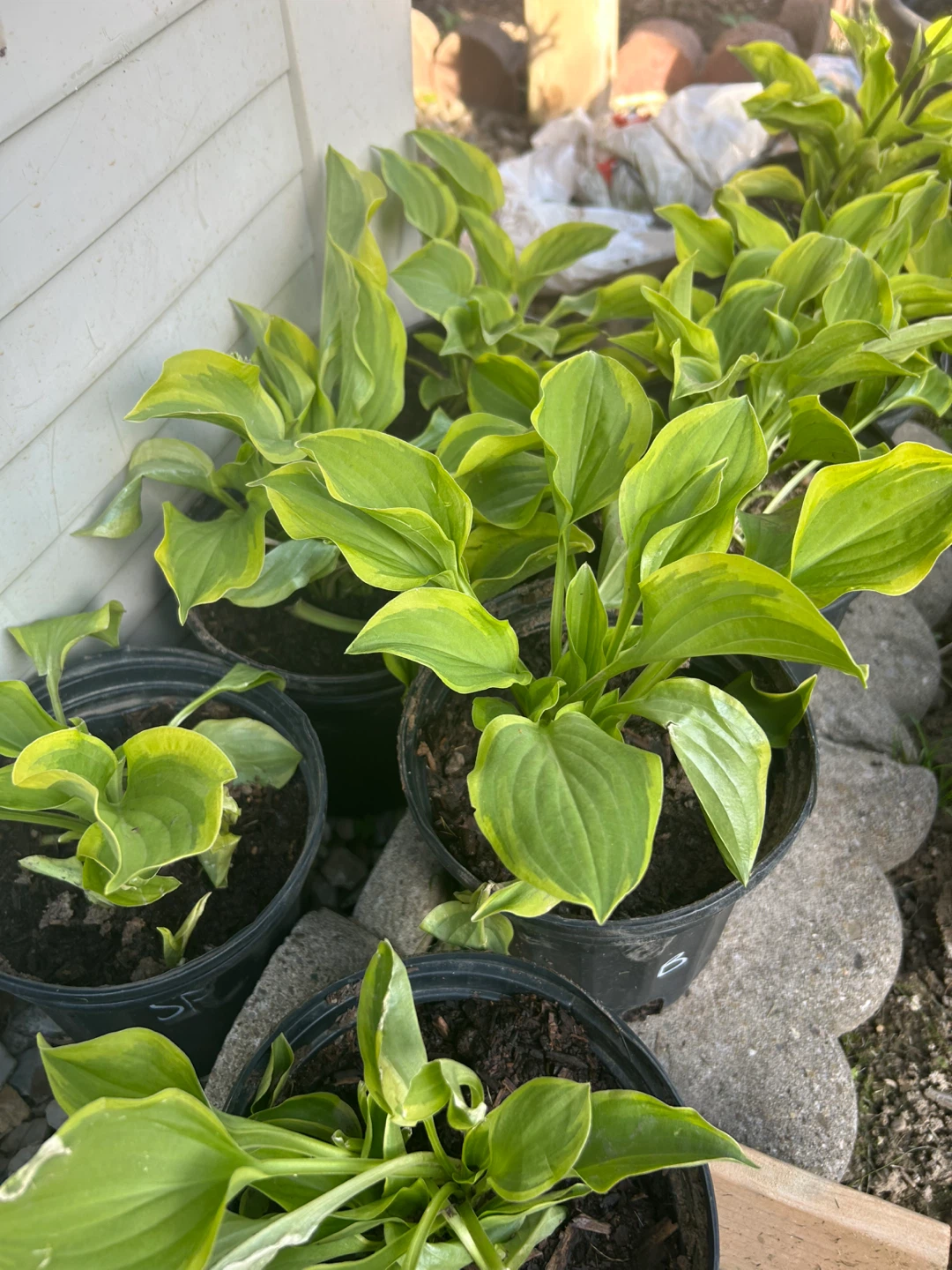 Hostas for sale