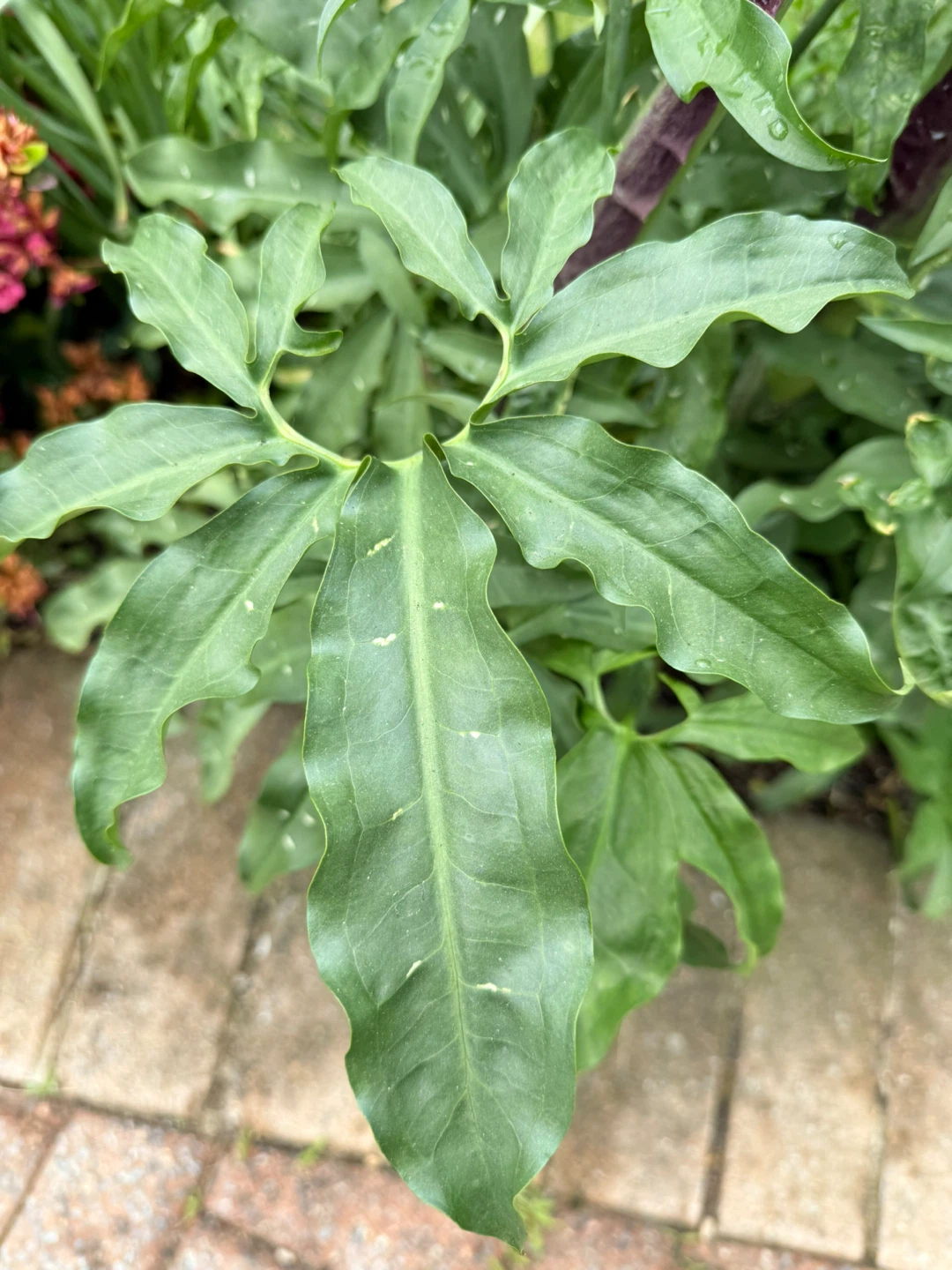 Voodoo Lily Plant