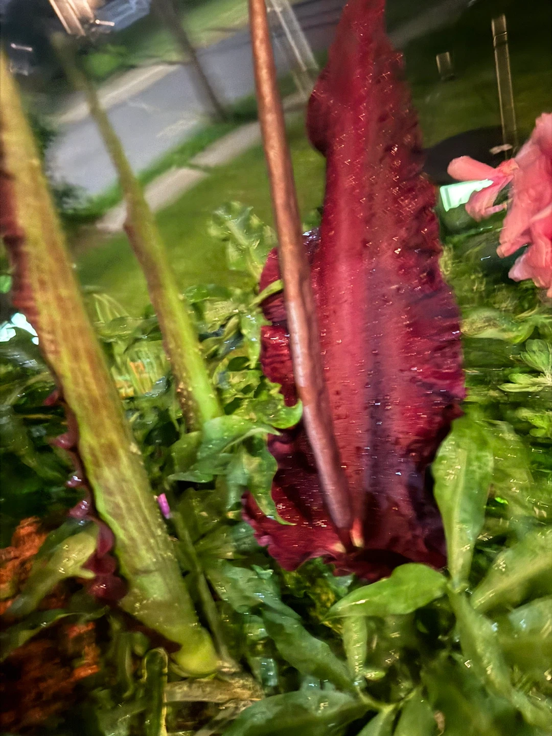 Voodoo Lily Plant - photo 5