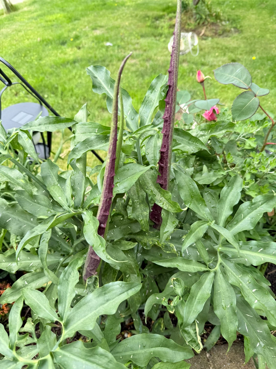 Voodoo Lily Plant - photo 2