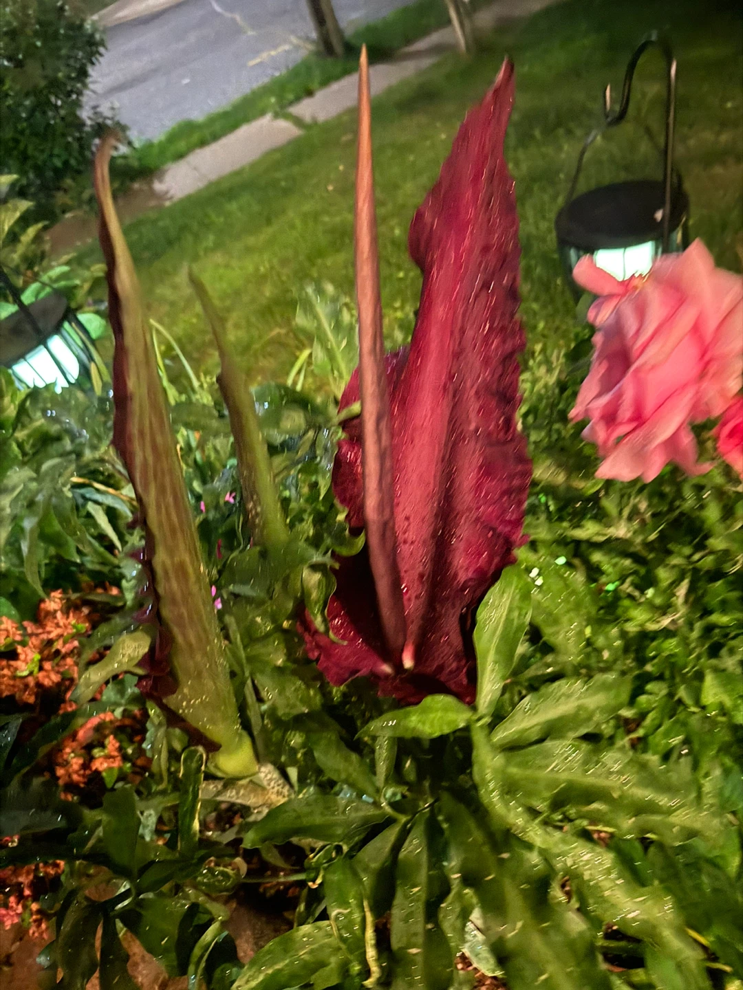 Voodoo Lily Plant - photo 4