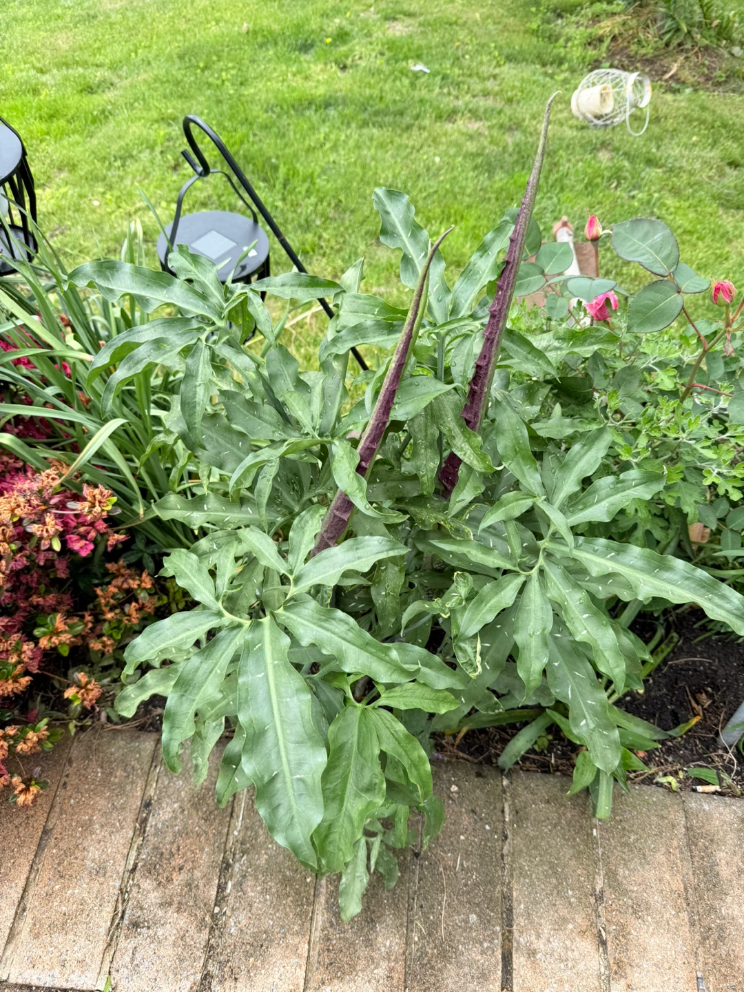 Voodoo Lily Plant - photo 3