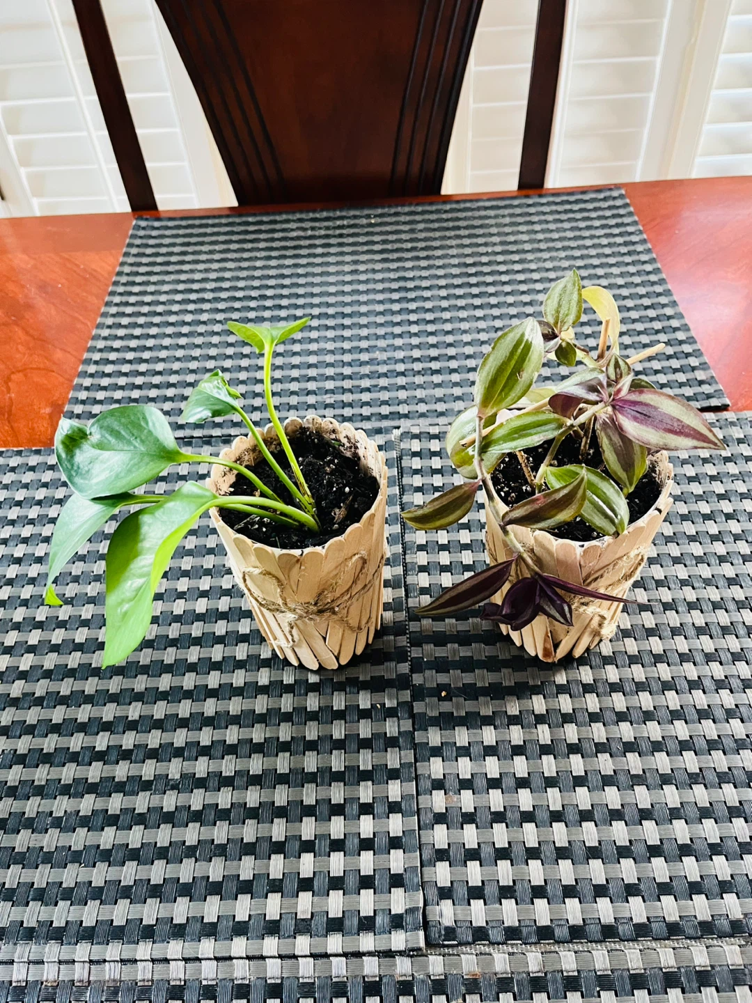 PLANT SET: Pothos (Money Plant) and Tradescantia Zebrina - photo 2