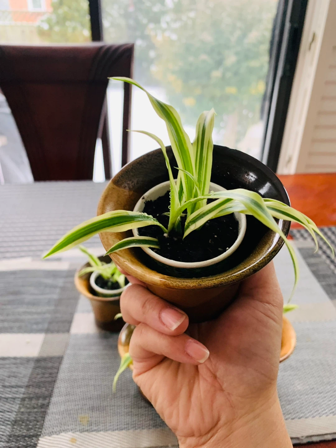 Spiderettes Plant with ceramic pot