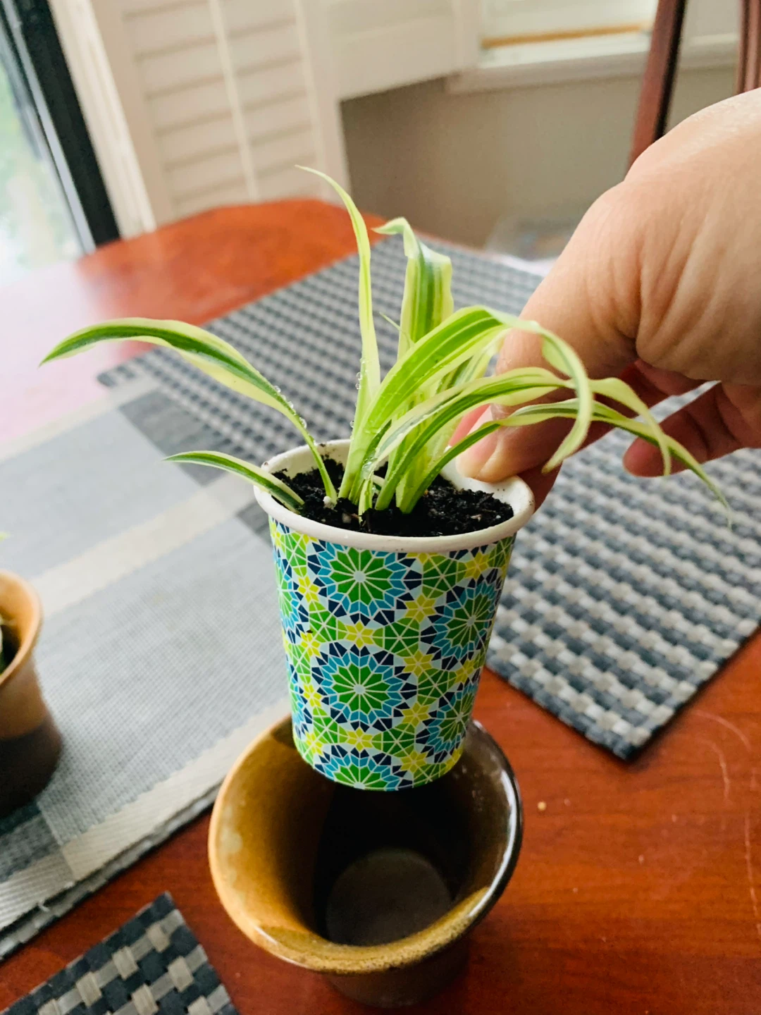 Spiderettes Plant with ceramic pot - photo 3