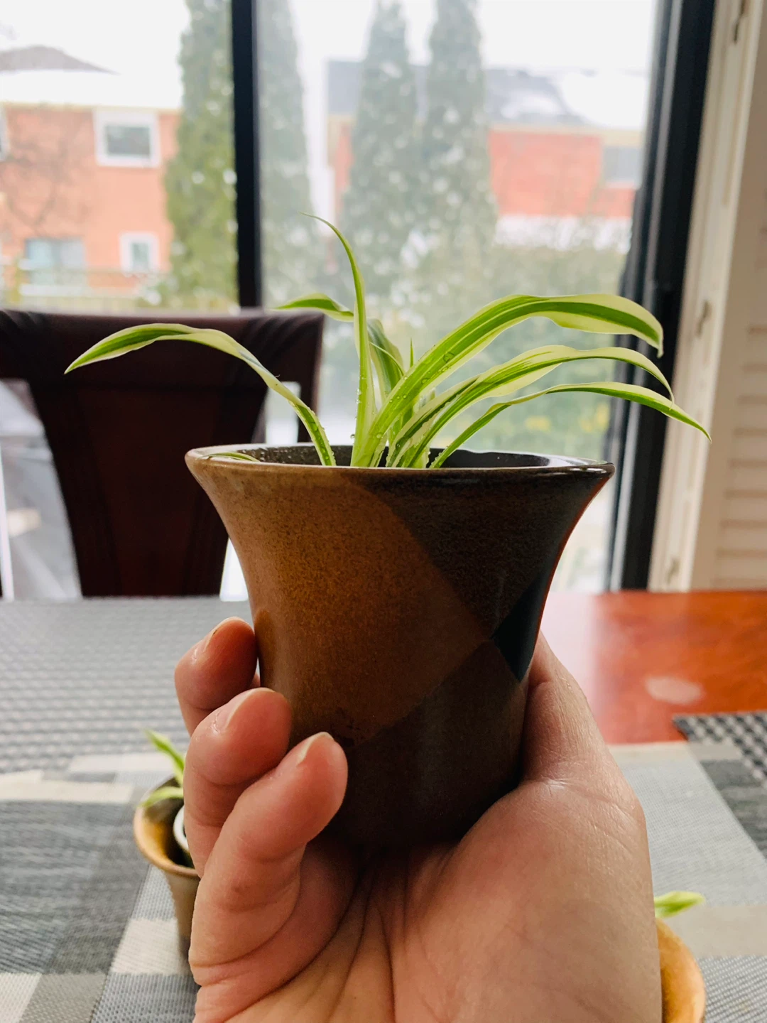 Spiderettes Plant with ceramic pot - photo 2