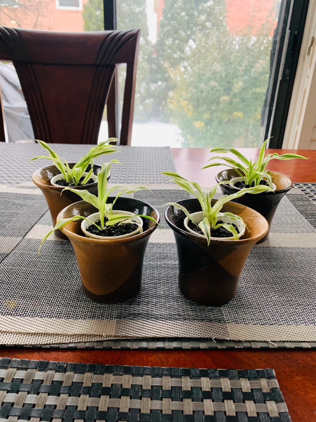 Spiderettes Plant with ceramic pot - photo 4