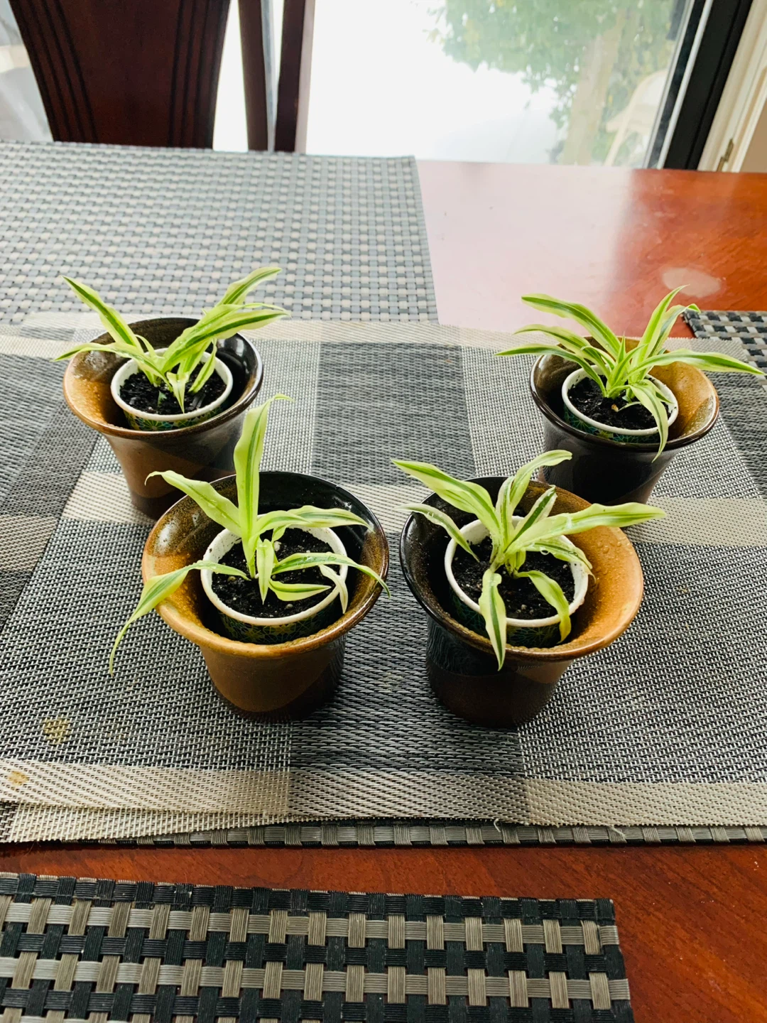 Spiderettes Plant with ceramic pot - photo 5
