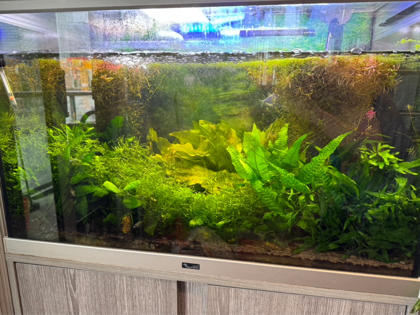 EHEIM Aquarium with Filter & Accessories