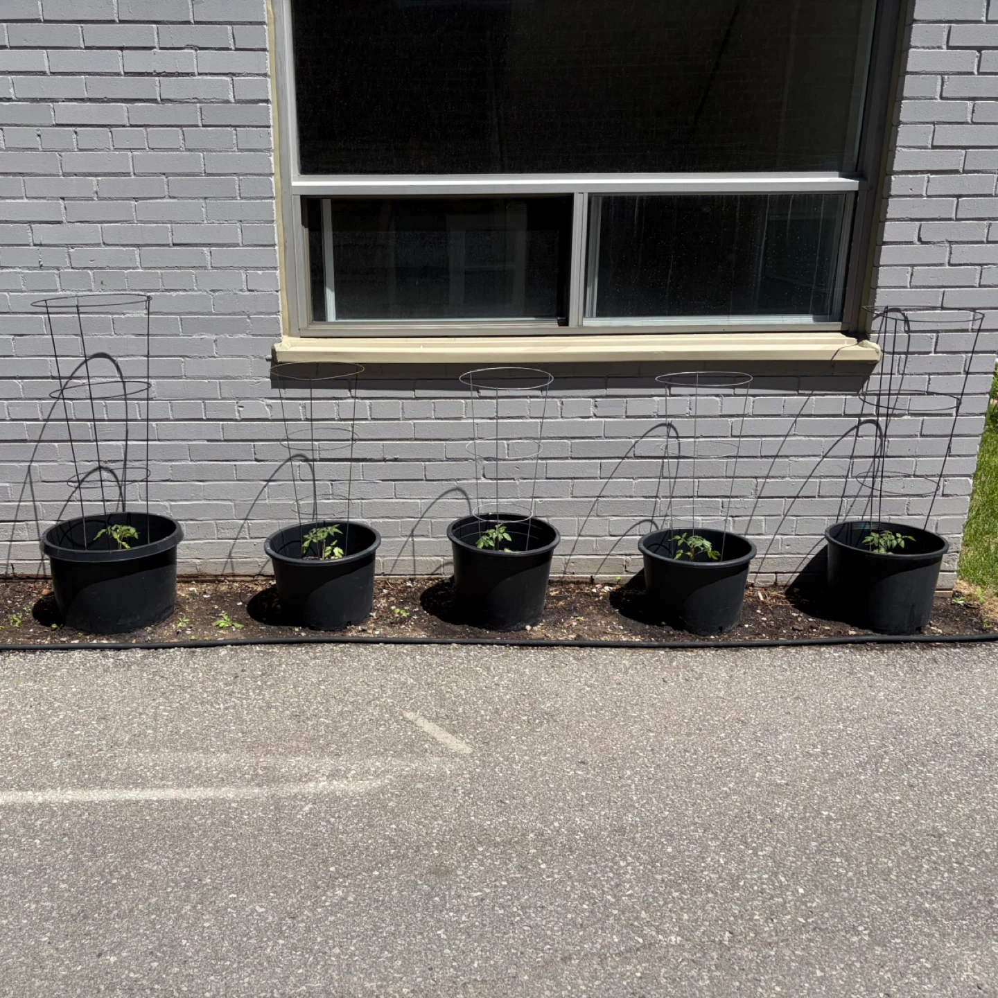 Tomato Plant in Bucket - photo 2