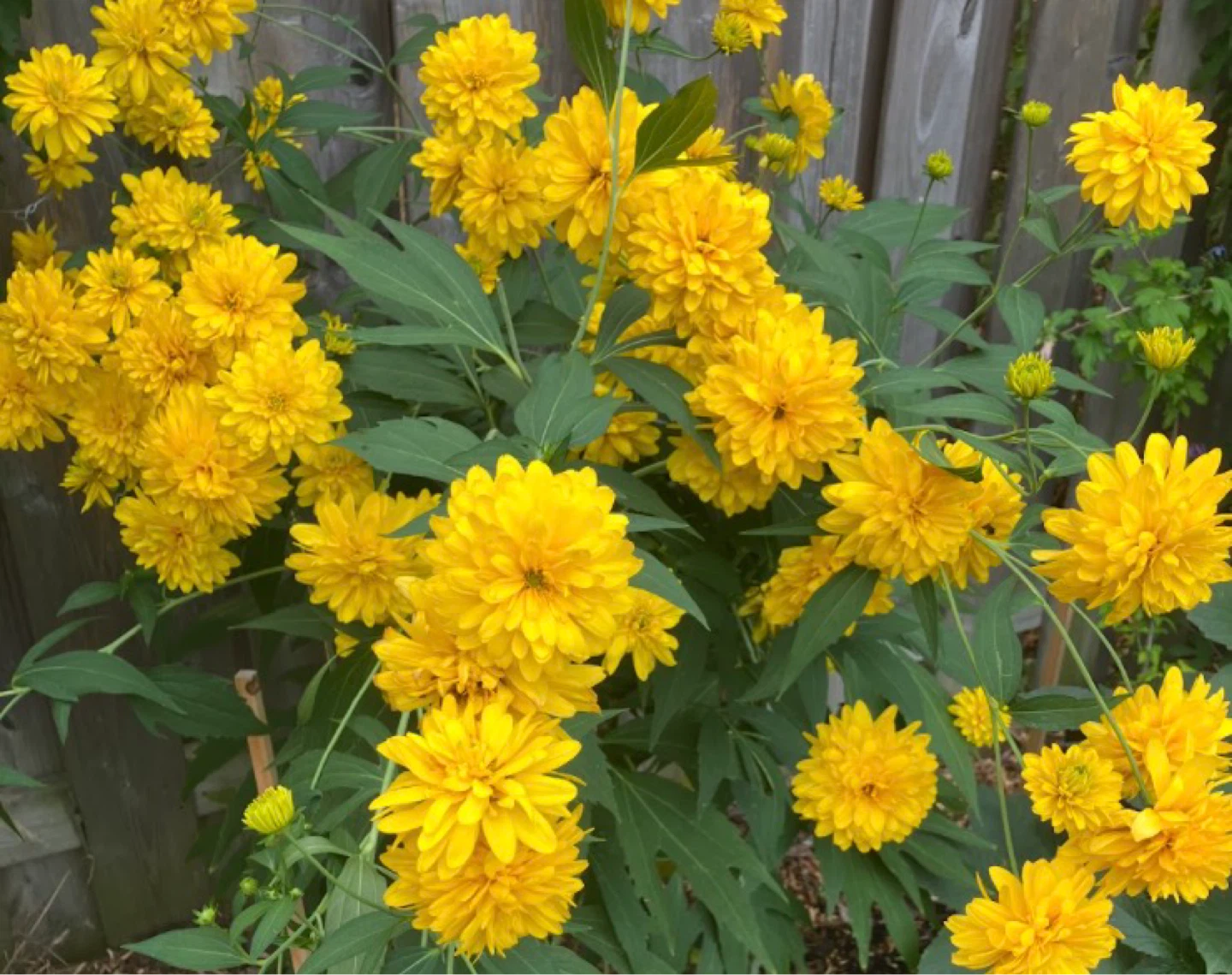 Double False Sunflower (Perennial) - Mississauga