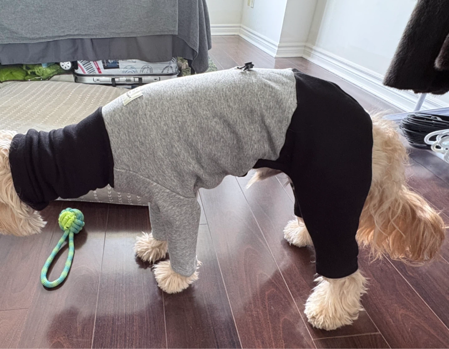 Dog clothes - photo 5