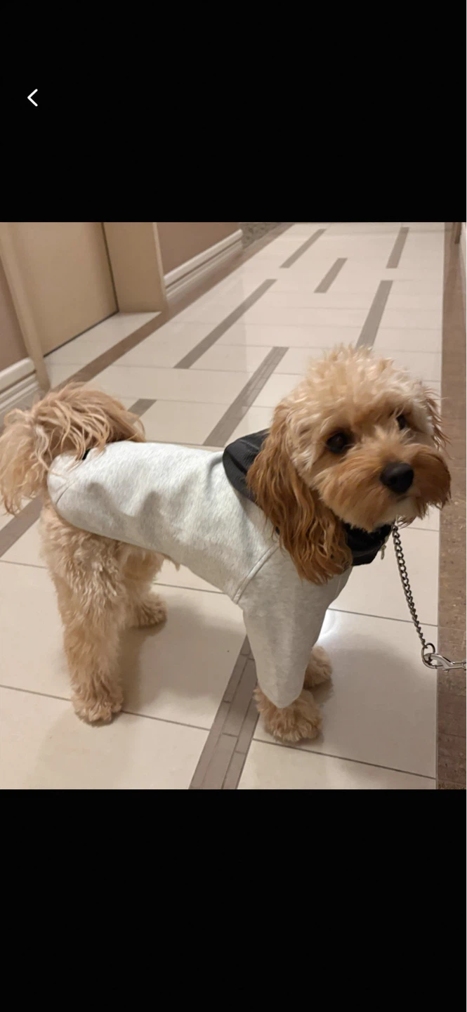 Dog clothes