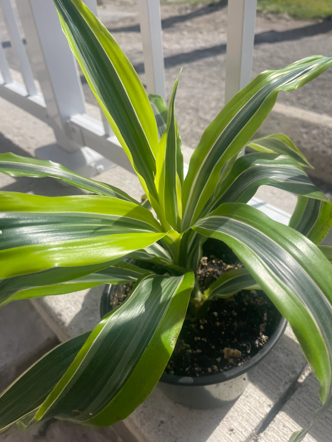 Dracaena Fragrans 'Lemon Surprise' Plant