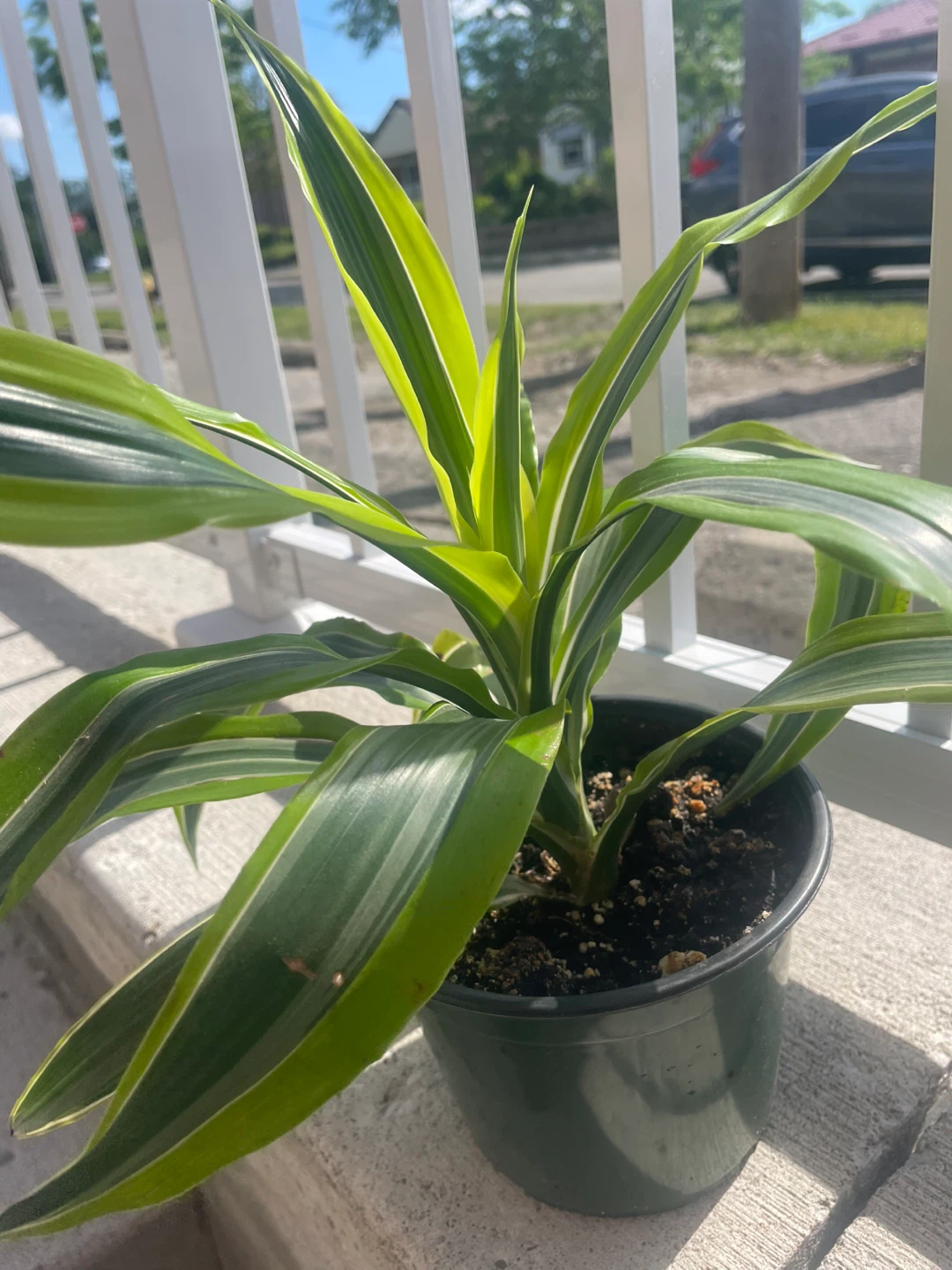 Dracaena Fragrans 'Lemon Surprise' Plant - photo 2