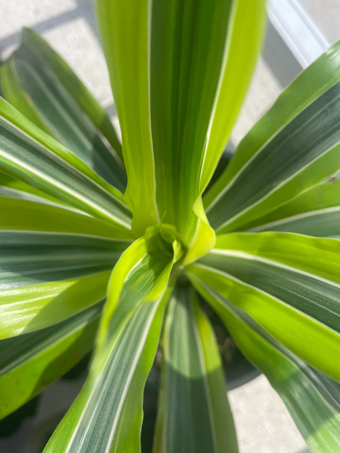Dracaena Fragrans 'Lemon Surprise' Plant - photo 3