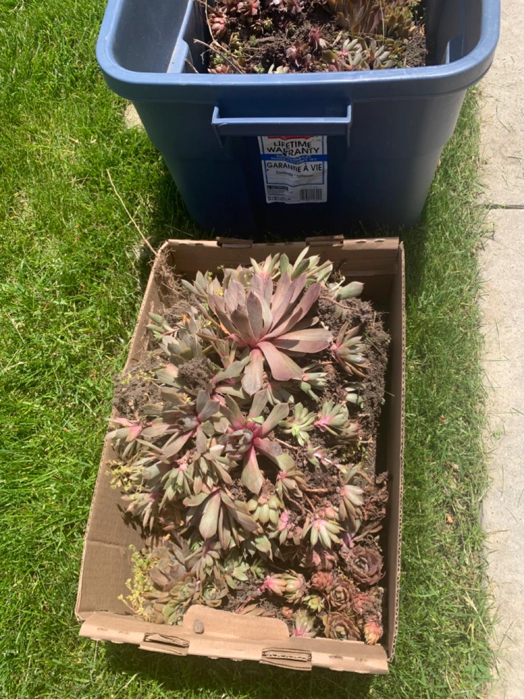 Sempervivum Cuttings Succulent Plants