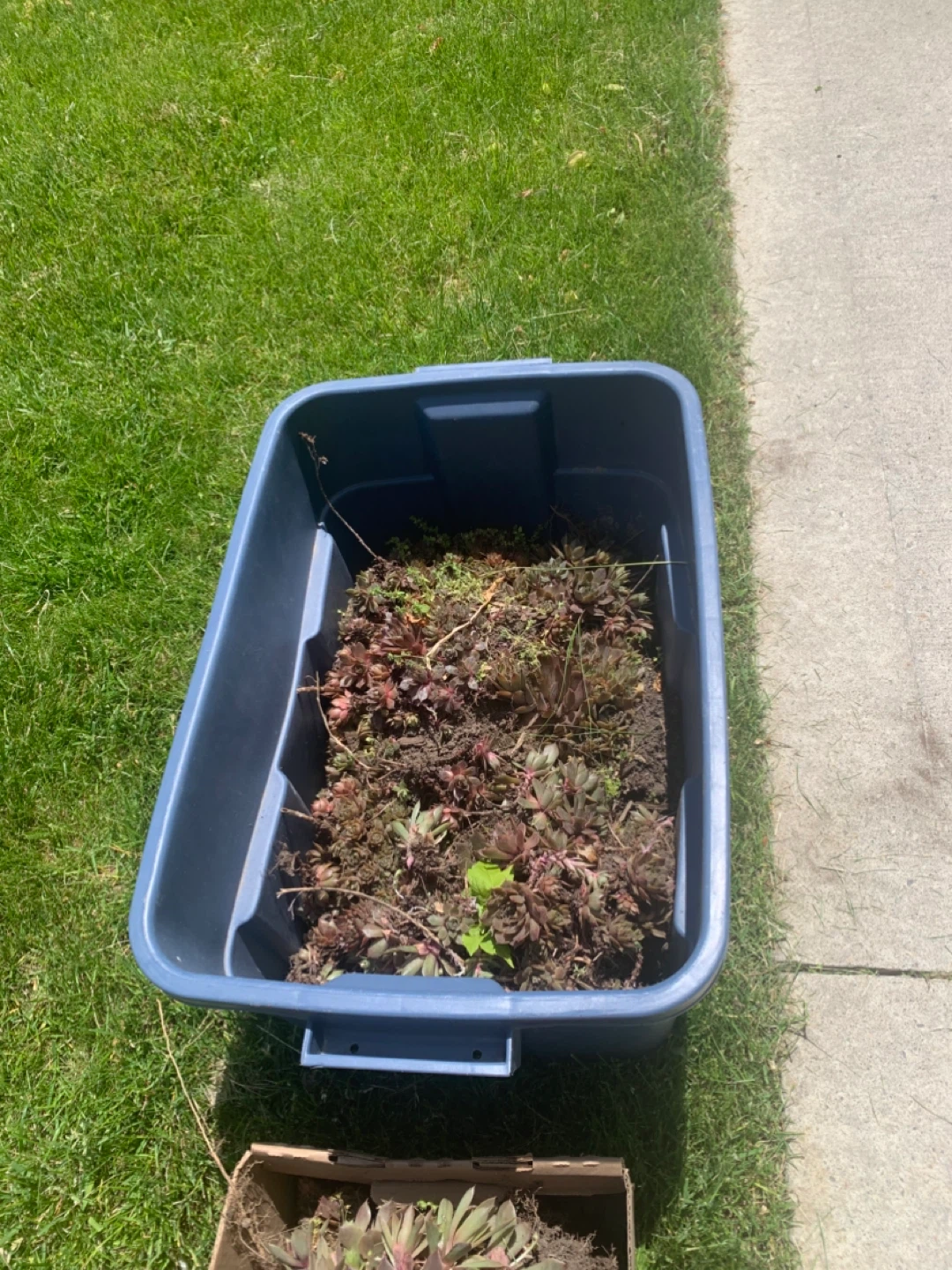 Sempervivum Cuttings Succulent Plants - photo 2