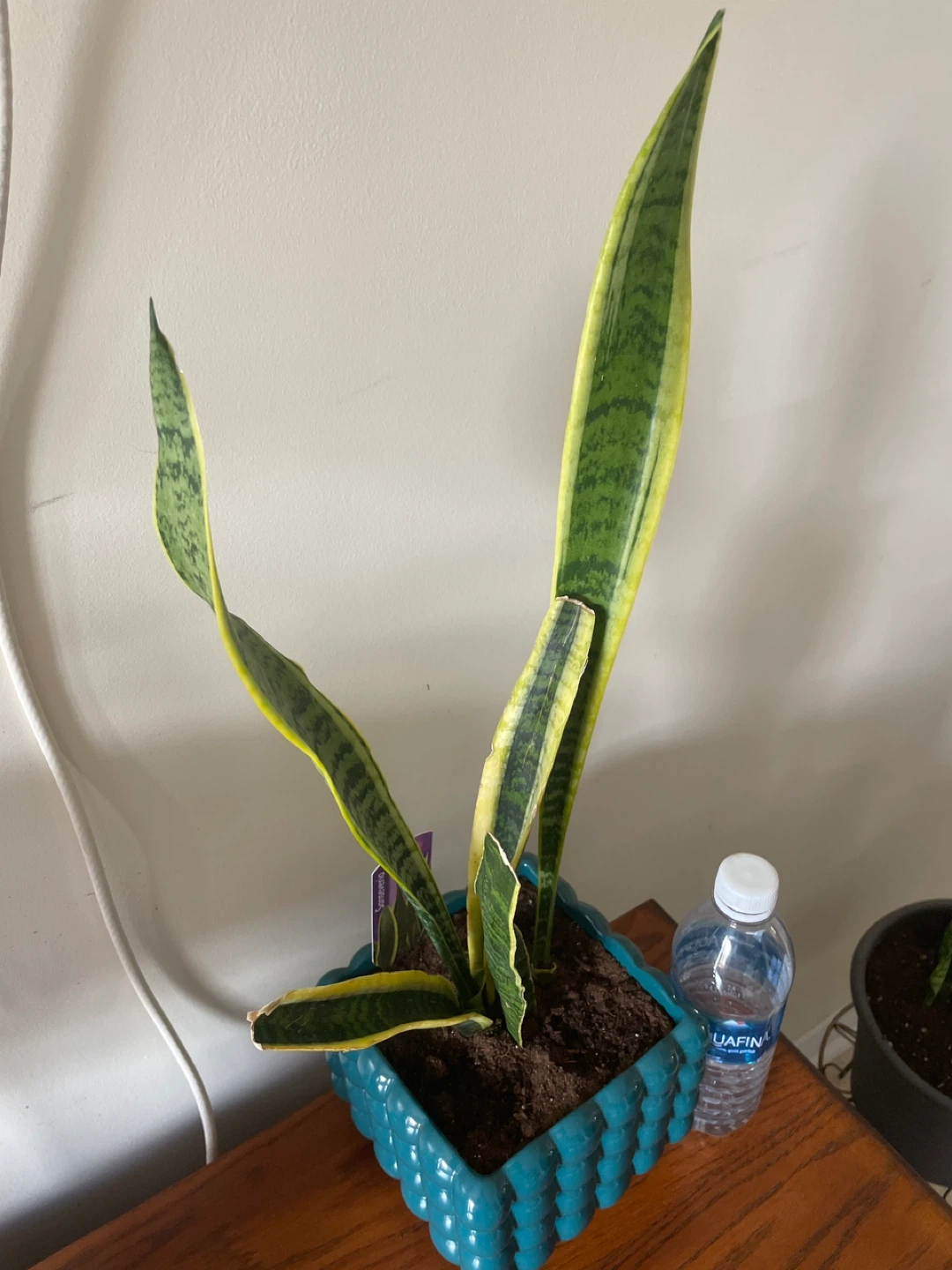 Snake Plant in Decorative Pot - photo 3