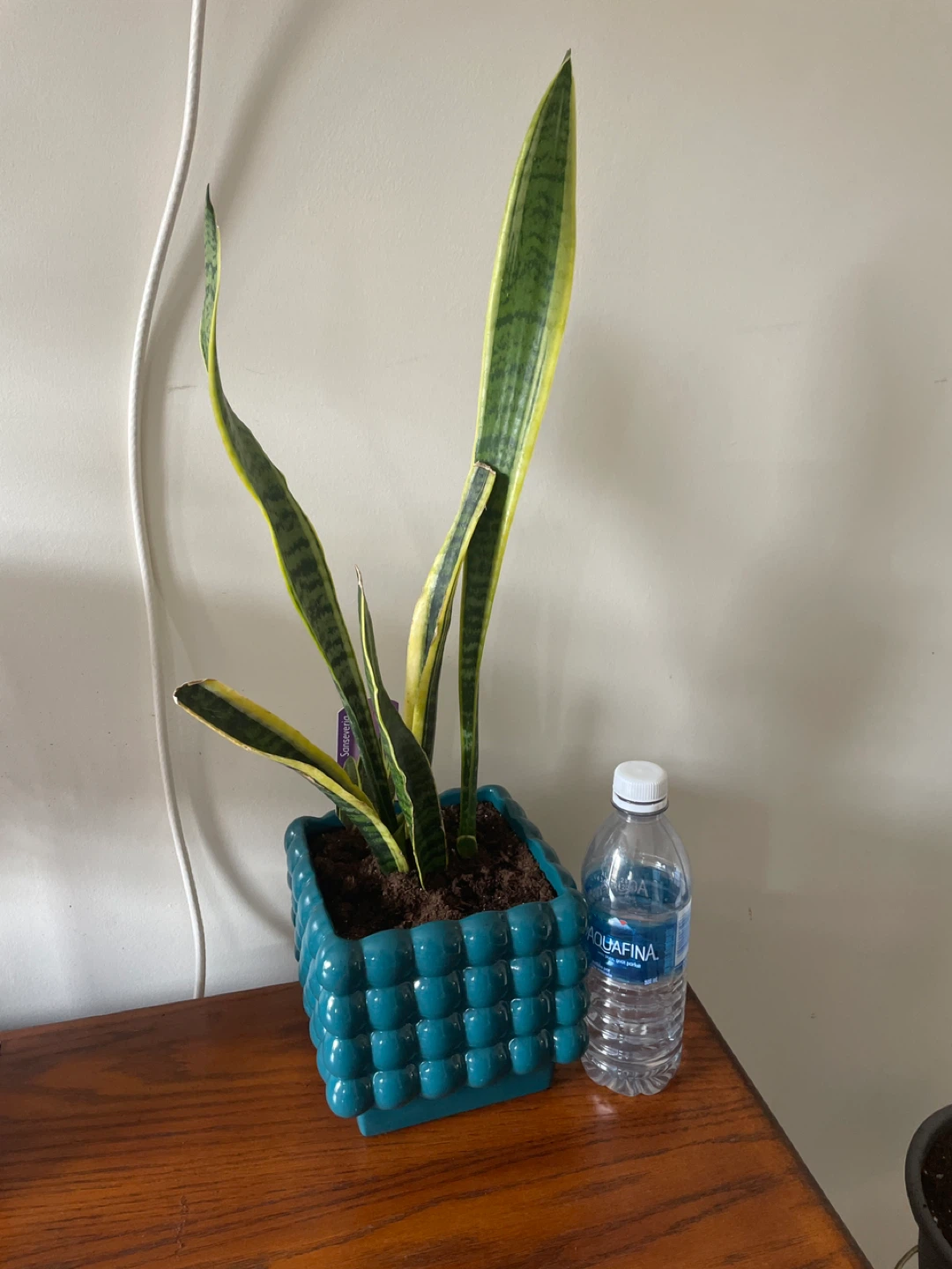 Snake Plant in Decorative Pot - photo 2