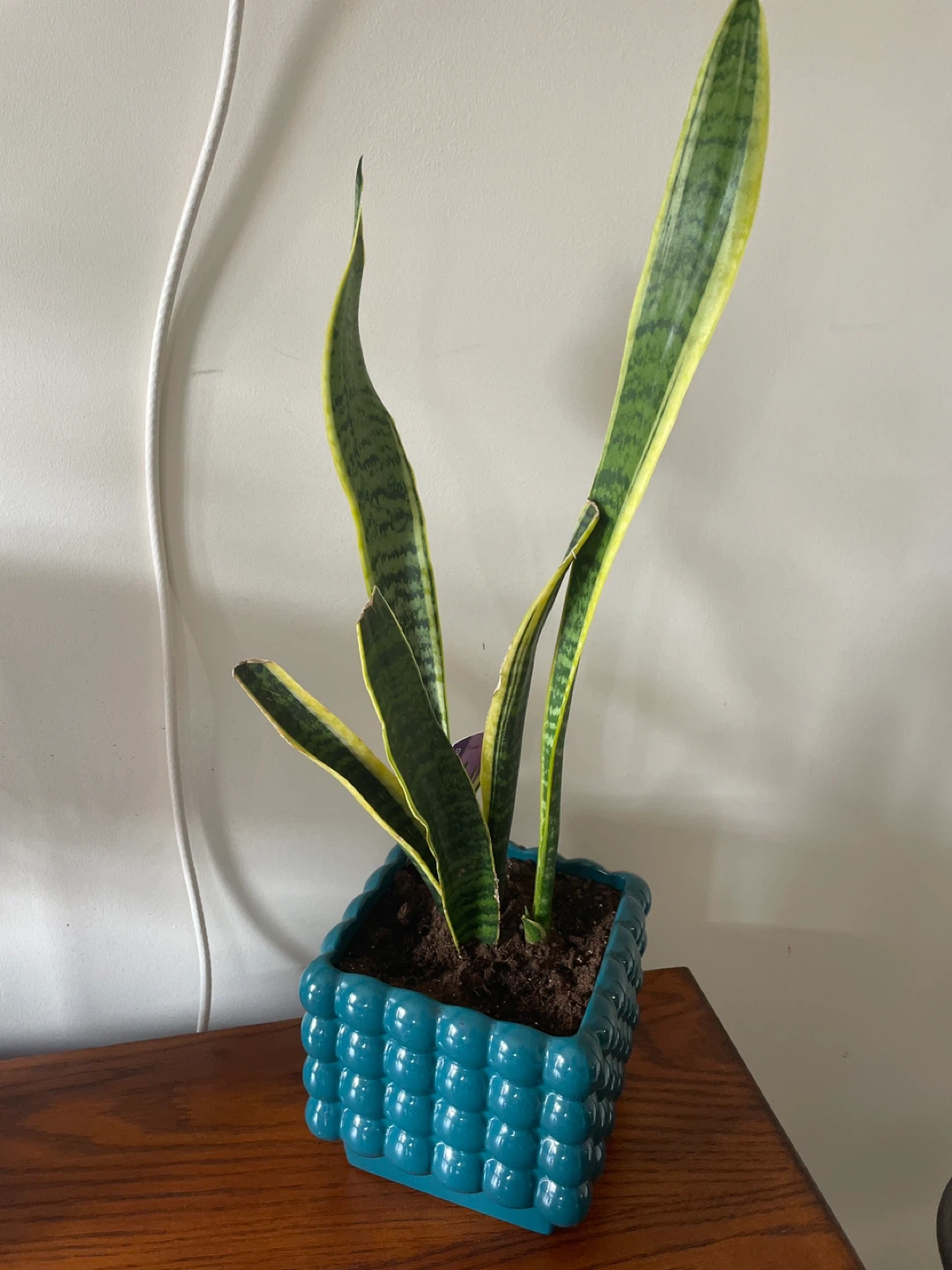 Snake Plant in Decorative Pot