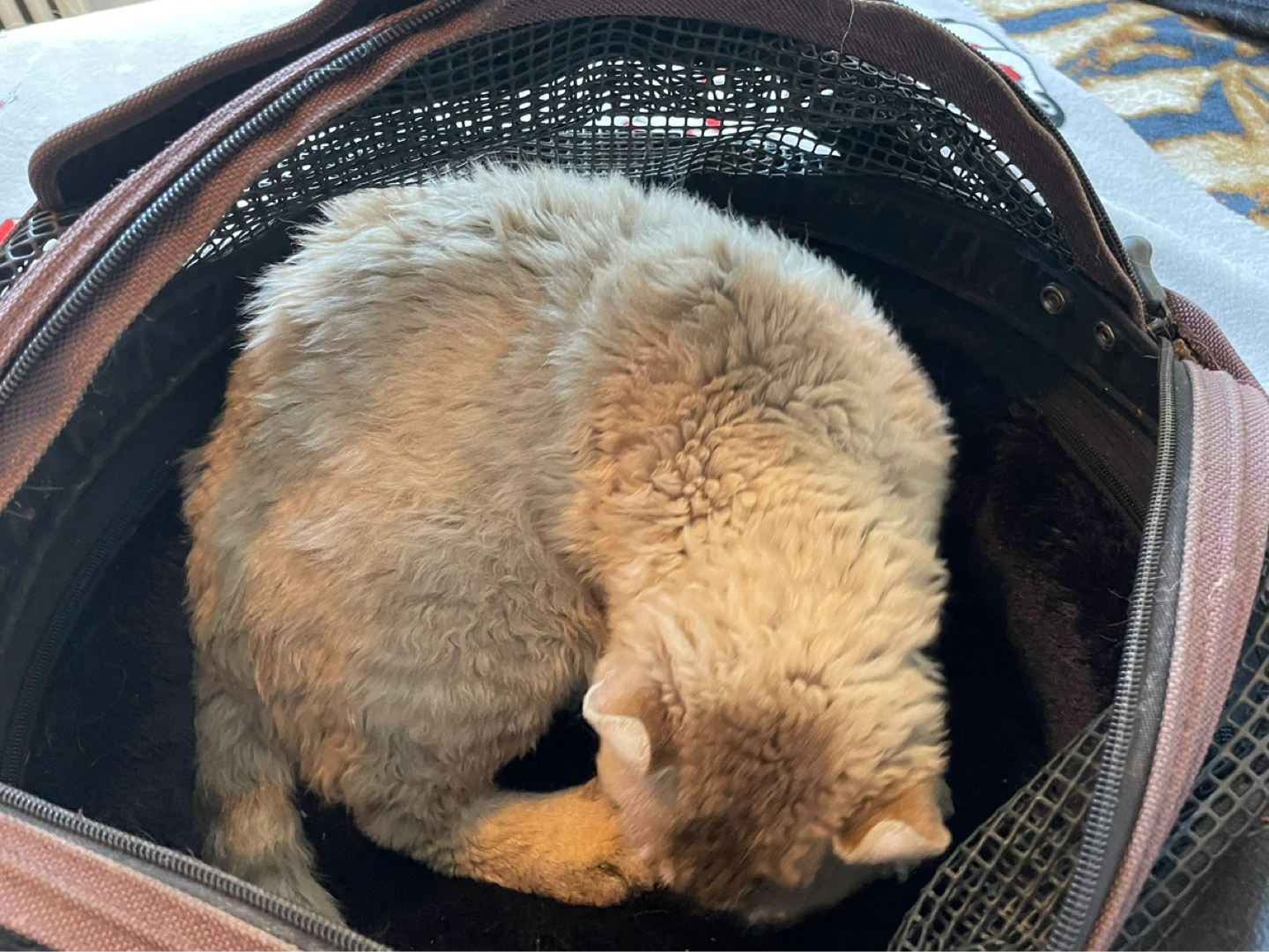 SleepyPod Mobile Pet Carrier Bed - photo 5
