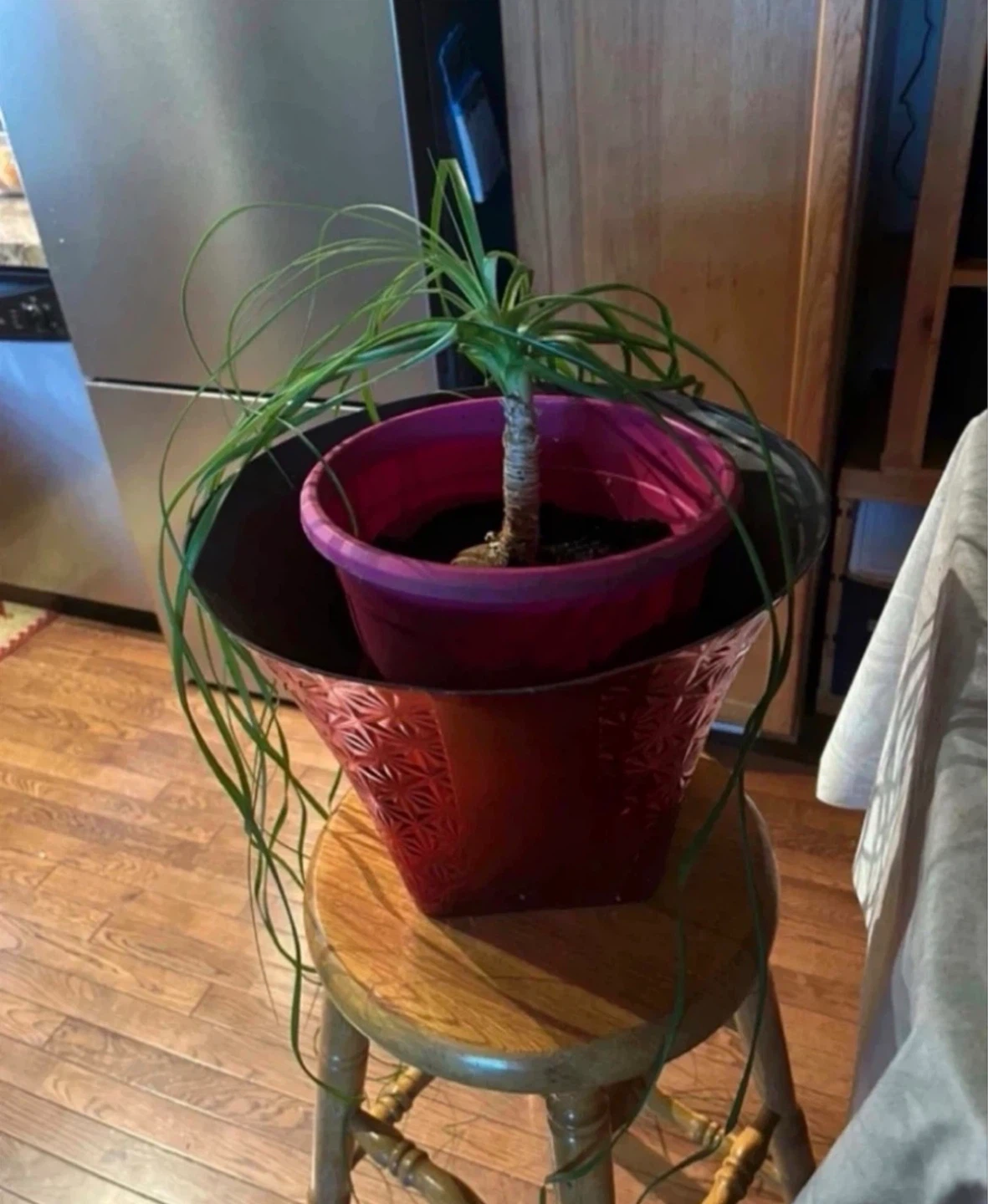 Ponytail Palm Plant in Pink Pot