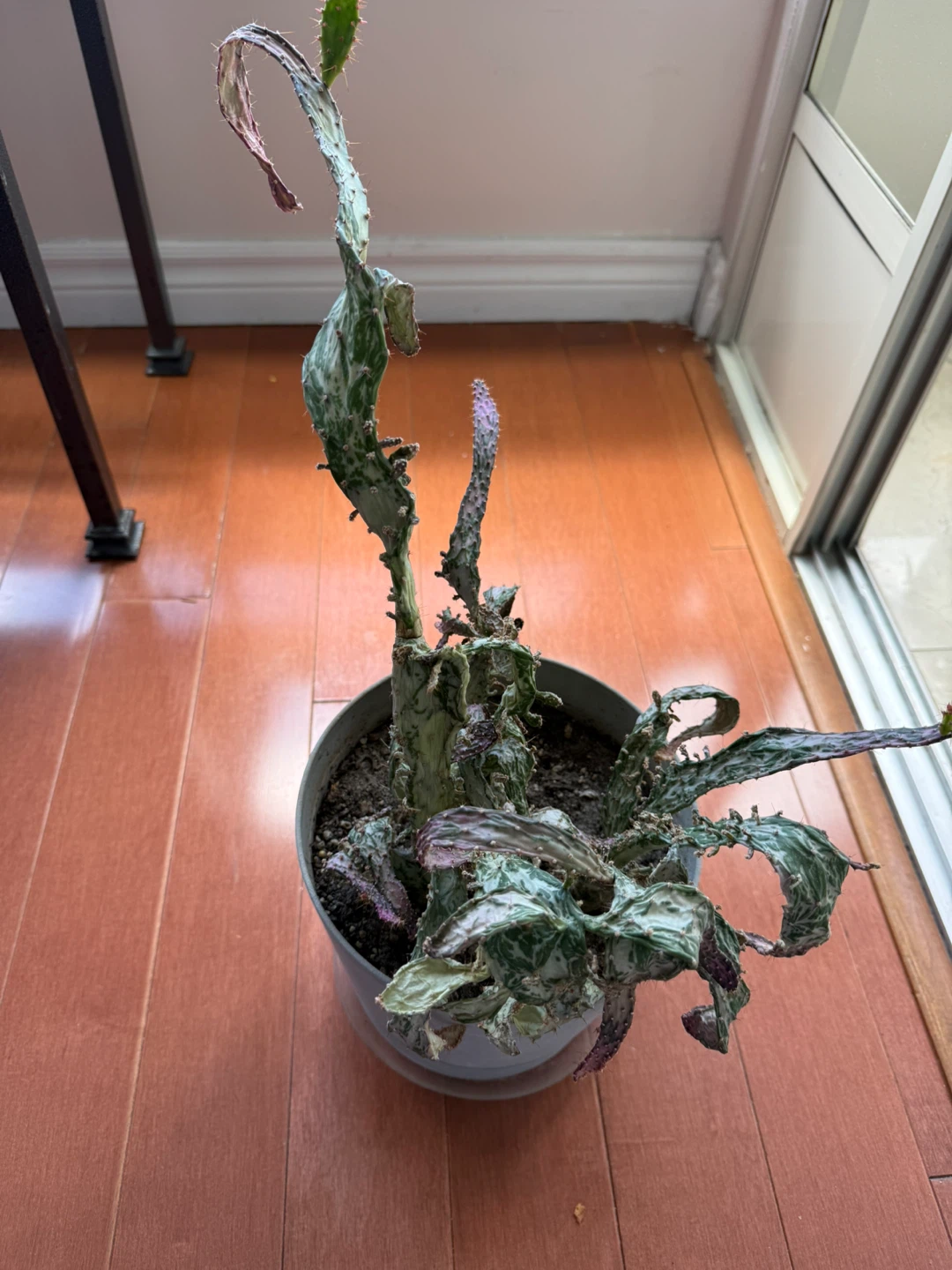 Cactus Plant in Pot